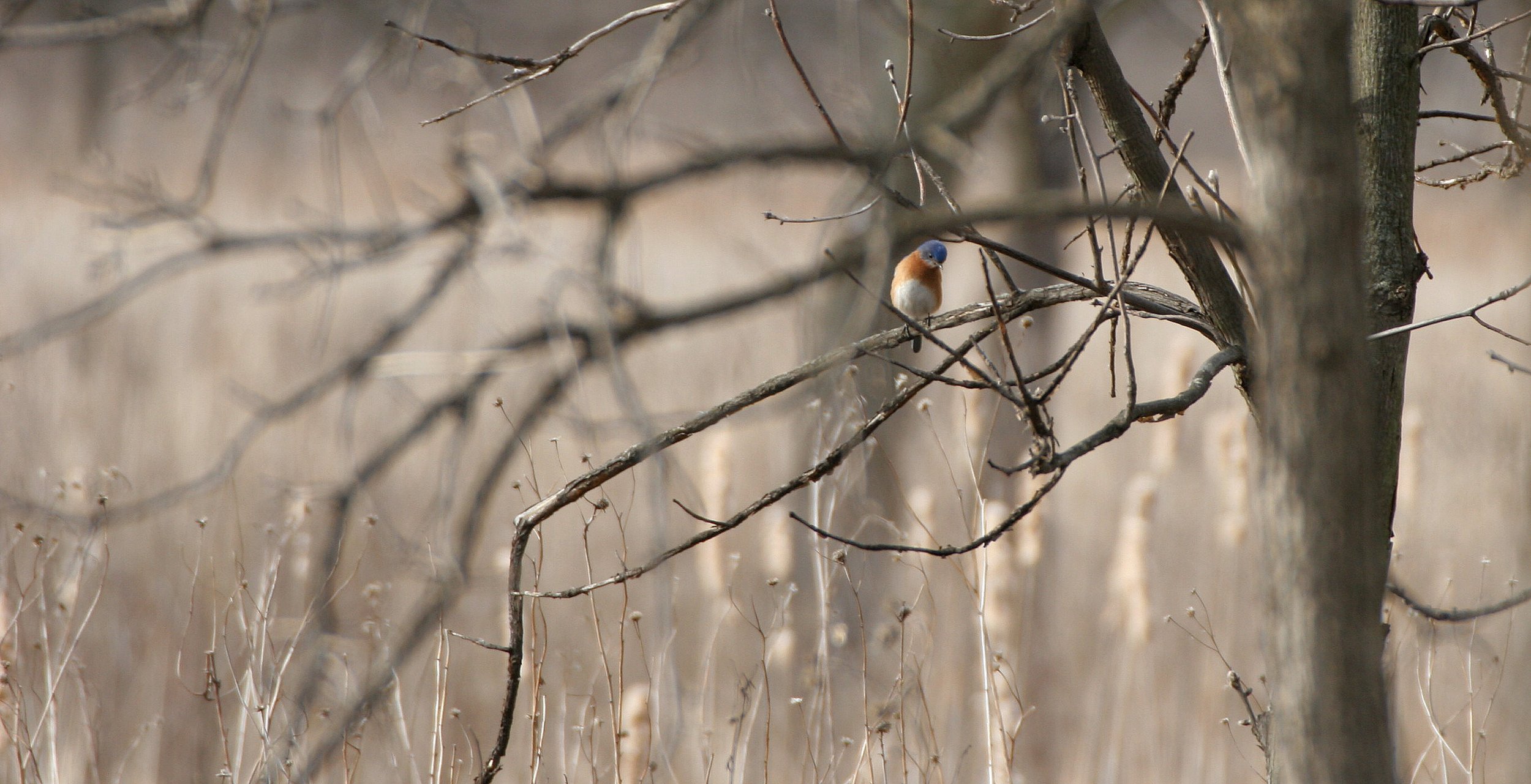Eastern Bluebird (Sialia sialis) Lincoln Marsh Wheaton Illinois (43).JPG