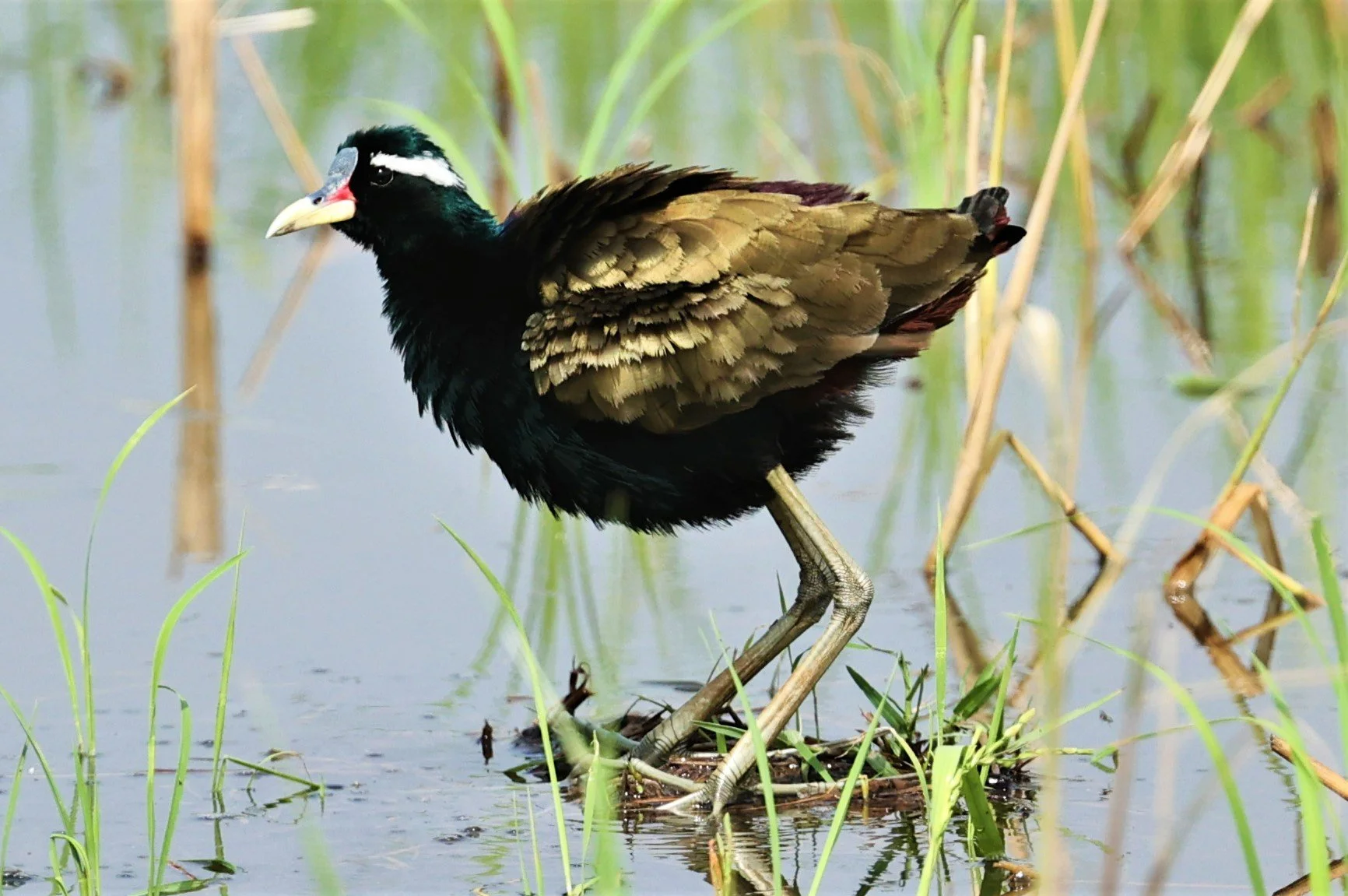JACANA - BRONZE-WINGED JACANA - Metopidius indicus - PATHUM THANI RICE RESEARCH CENTER MAY 7 2022 (33).jpg
