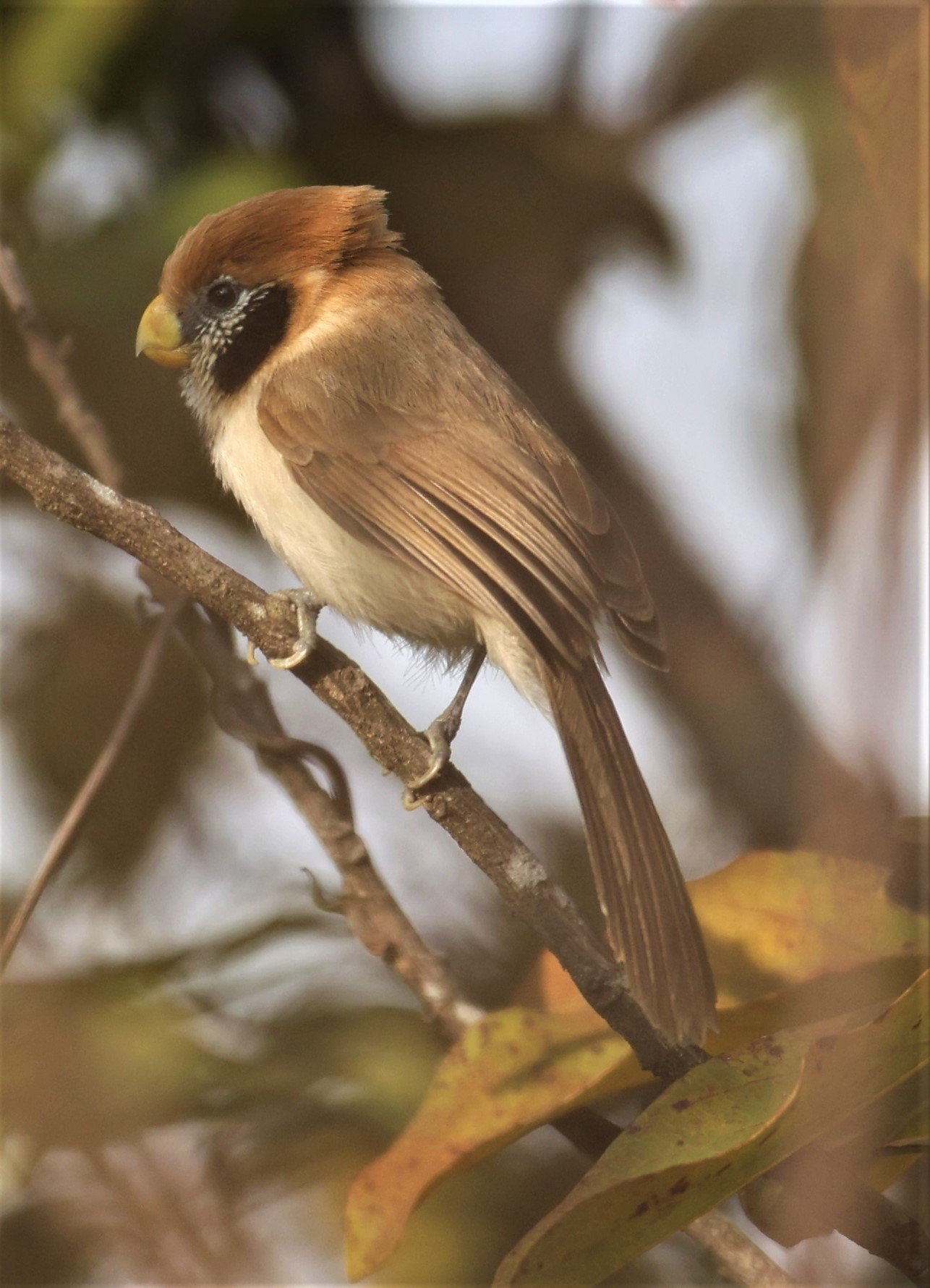 PARROTBILL - SPOT-BREASTED PARROTBILL - Paradoxornis guttaticollis - DOI SAN JU (DOI LANG WEST) FEB 2022 (30).jpg