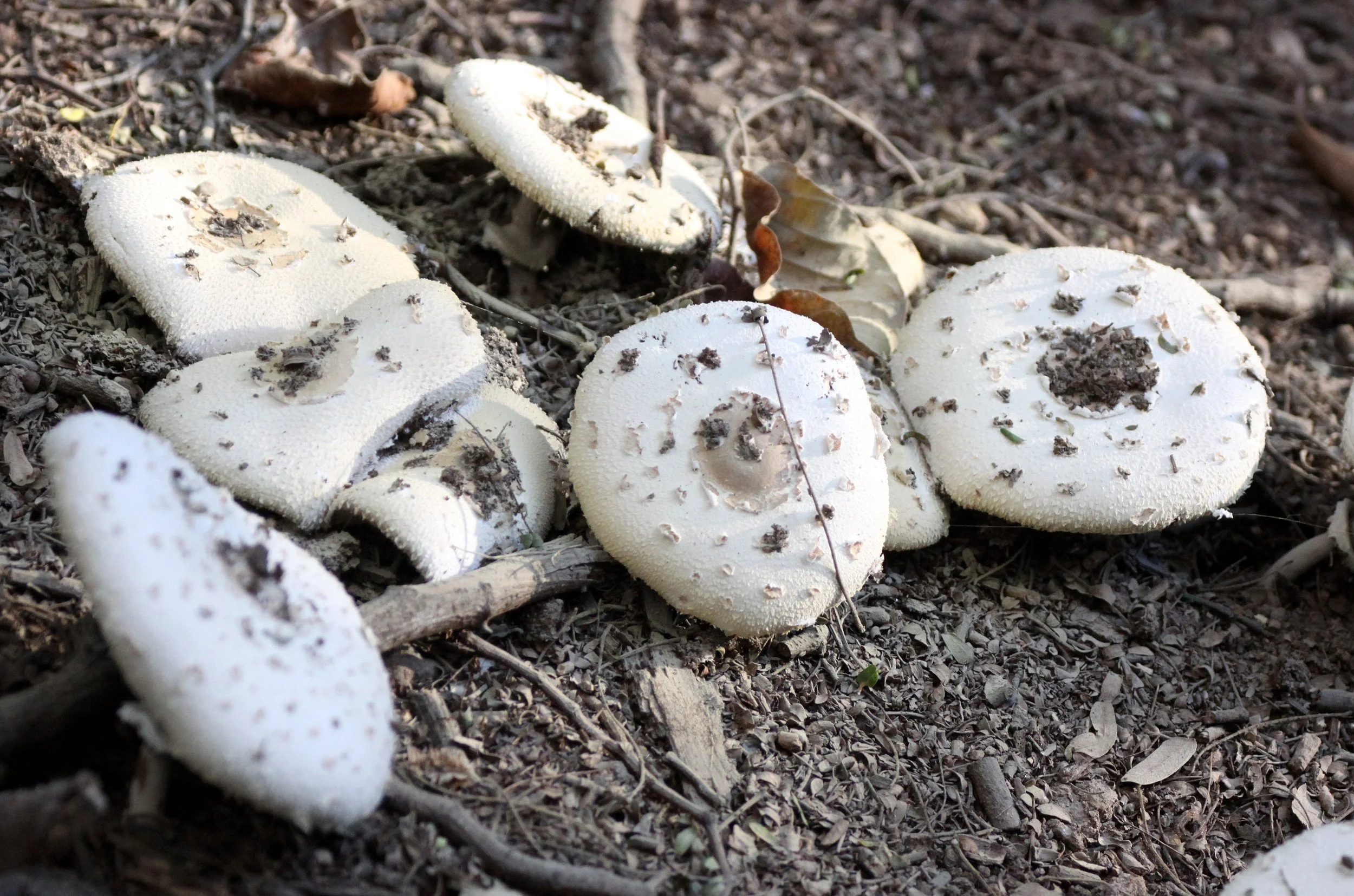 FUNGI - MUSHROOM SPECIES - BERENTY RESERVE MADAGASCAR.JPG