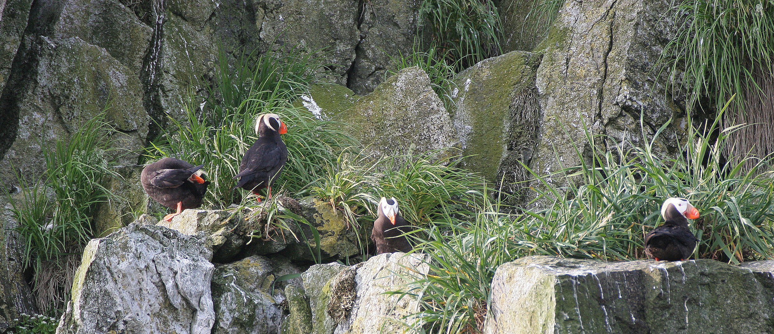 Fratercula cirrhata - TUFTED PUFFIN - COMMANDERS MEDNY ISLAND (12).jpg