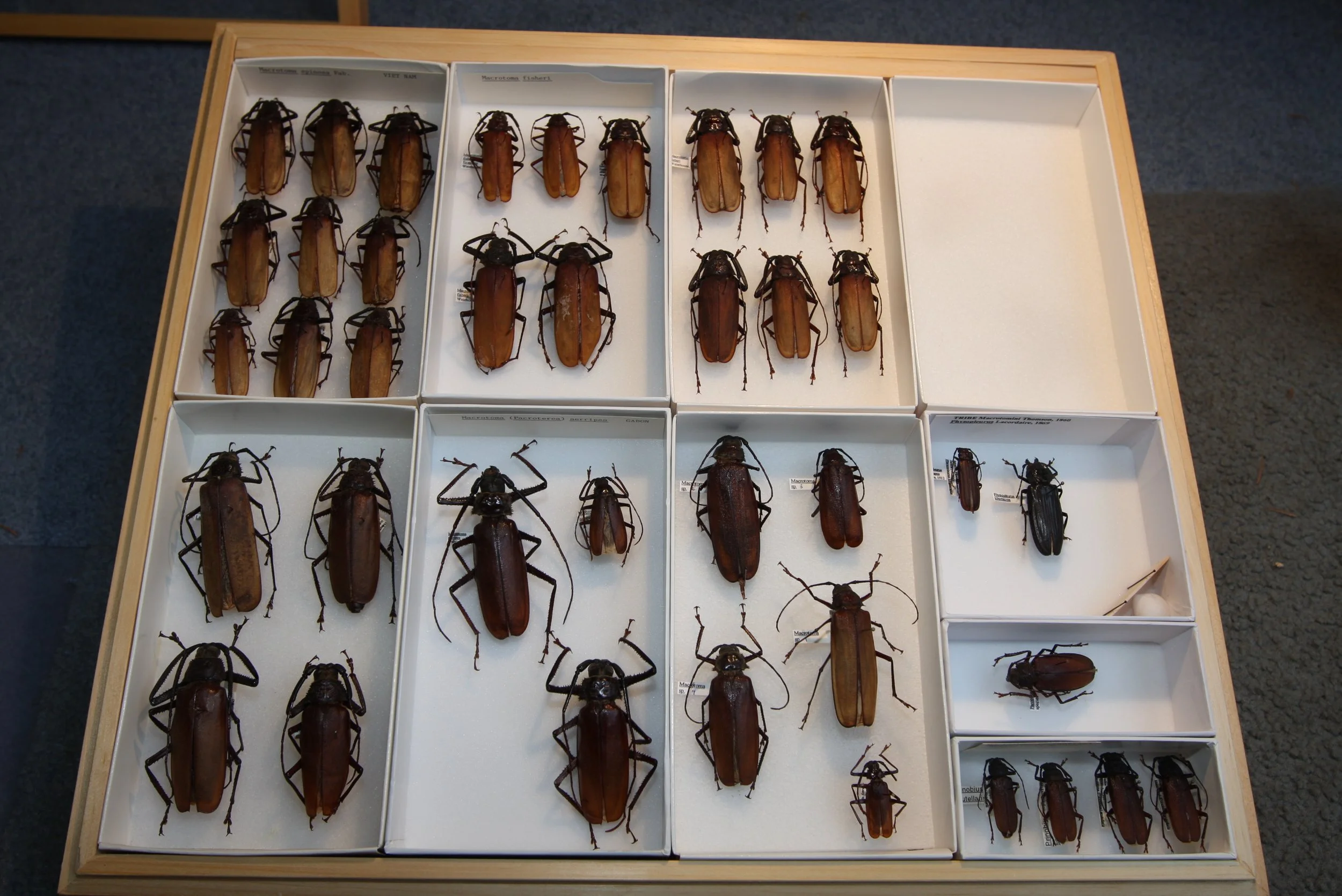 Prioninae 4  Macrotomini.JPG