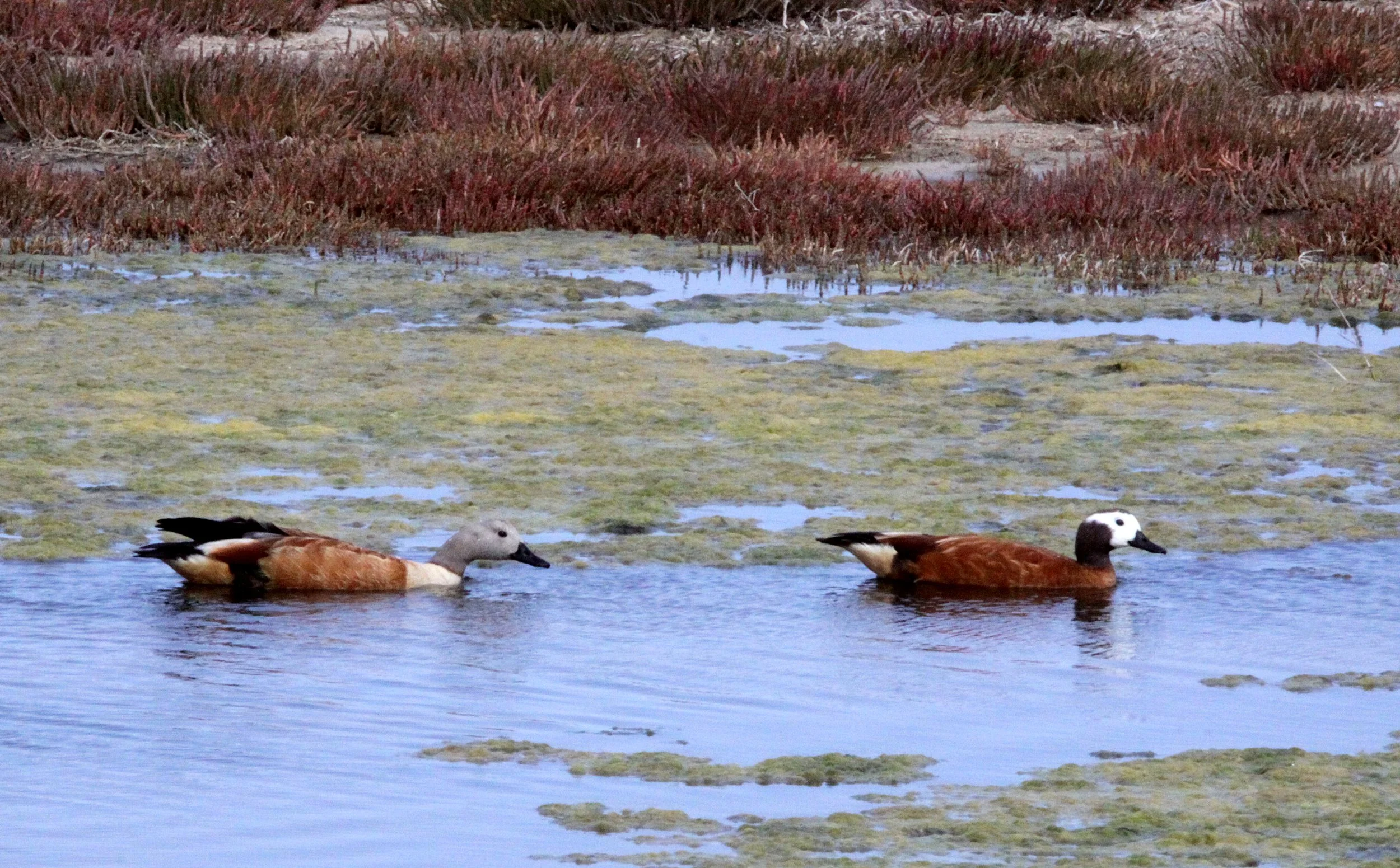 SHELDUCK - SOUTH AFRICAN SHELDUCK - Tadorna tadornoides - ELAND'S BAY SOUTH AFRICA (2).JPG