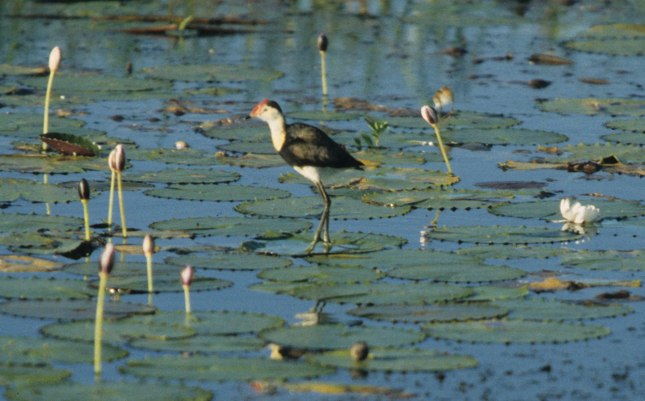 BIRD - JACANA - COMB-CRESTED JACANA - KAKADU NP C.jpg
