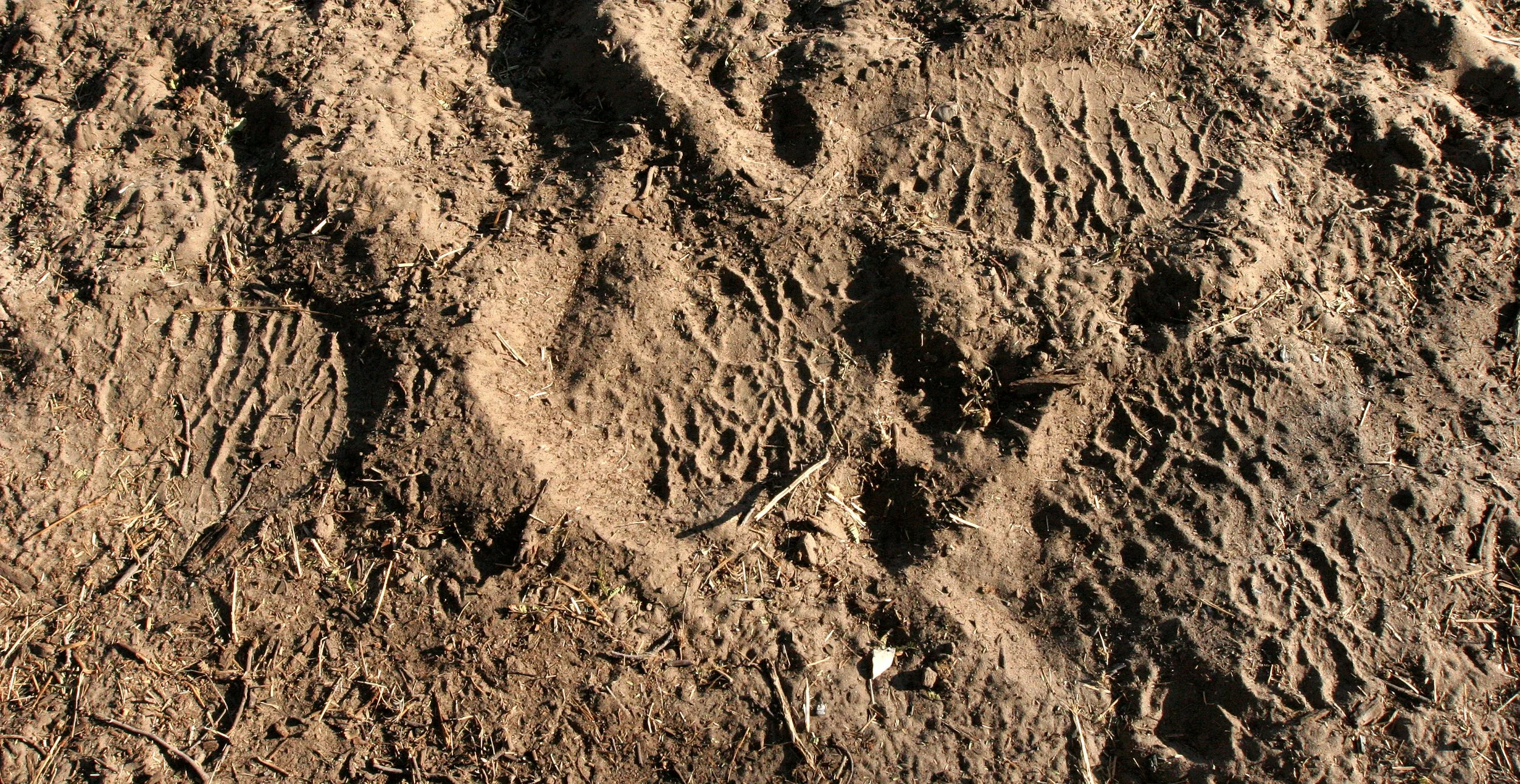 BOTSWANA - KHWAI CAMP - ELEPHANT VISITOR TO CAMP (5).JPG