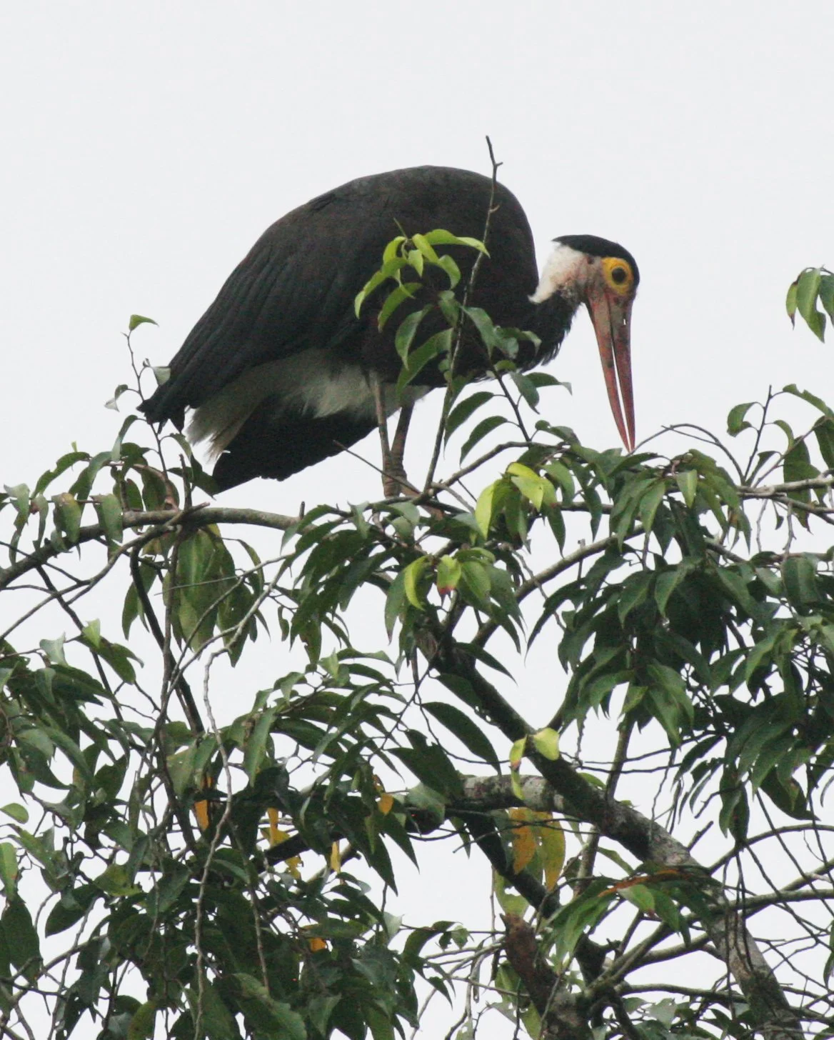 STORK - STORM'S STORK - Ciconia stormi - KINABATANGAN RIVER BORNEO (14).JPG