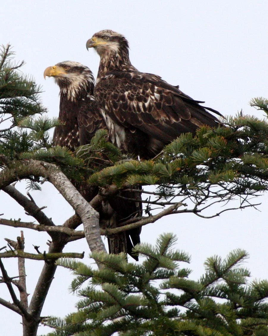 Haliaeetus leucocephalus - AMERICAN BALD EAGLE - THIRD YEAR JUVENILE - SEQUIM MARINE DRIVE (3).JPG