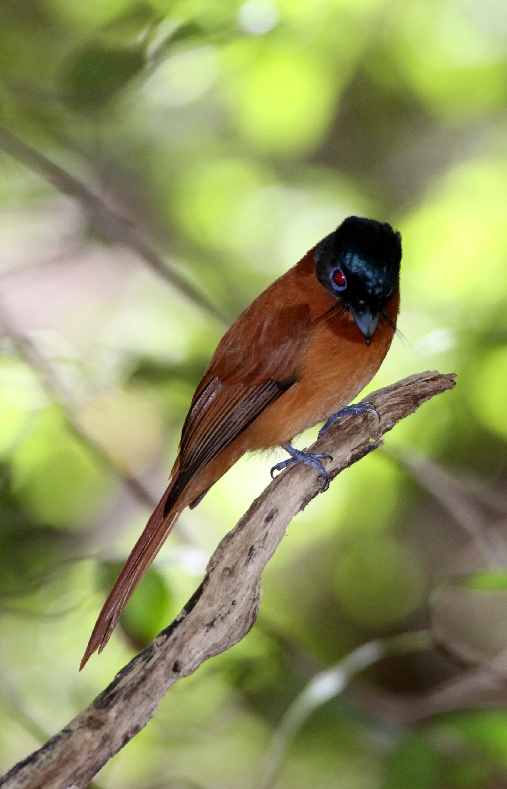 BIRD - FLYCATCHER - MADAGASCAR PARADISE FLYCATCHER - ANKARANA NATIONAL PARK MADAGASCAR (6).JPG