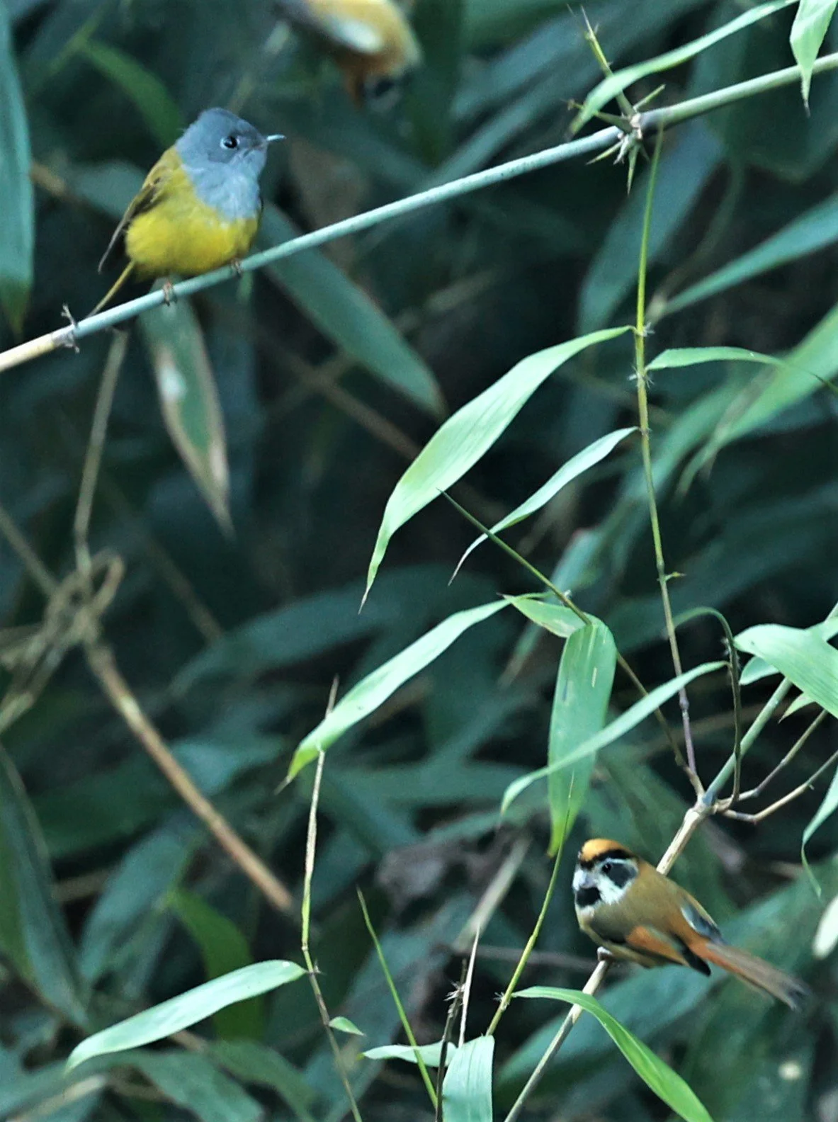 PARROTBILL - BLACK-THROATED PARROTBILL - Suthora nipalensis - Phu Luang Wildlife Reserve Loei Province (5).jpg