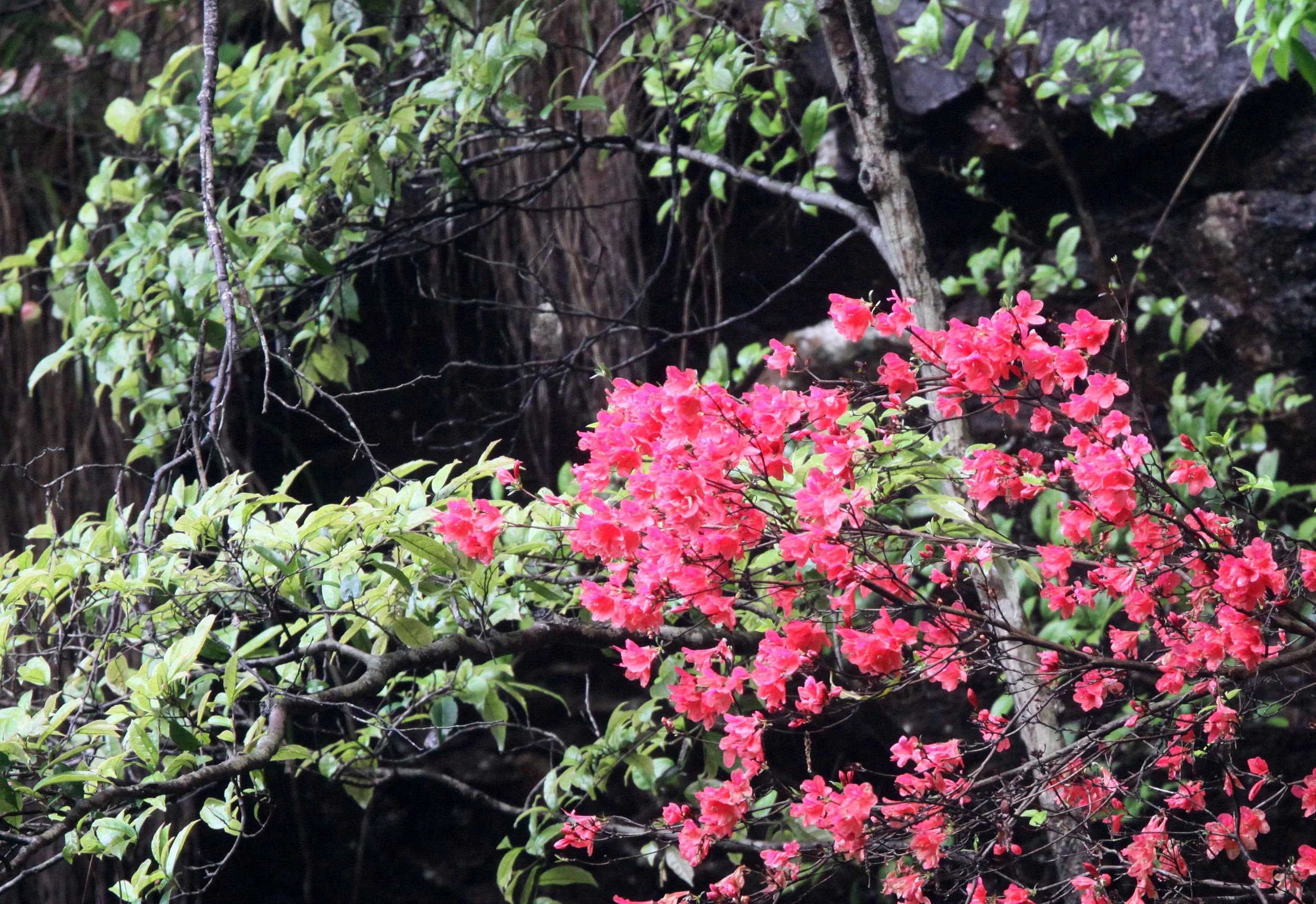 GUNIUJIANG NATURE RESERVE - ANHUI PROVINCE CHINA (100).JPG