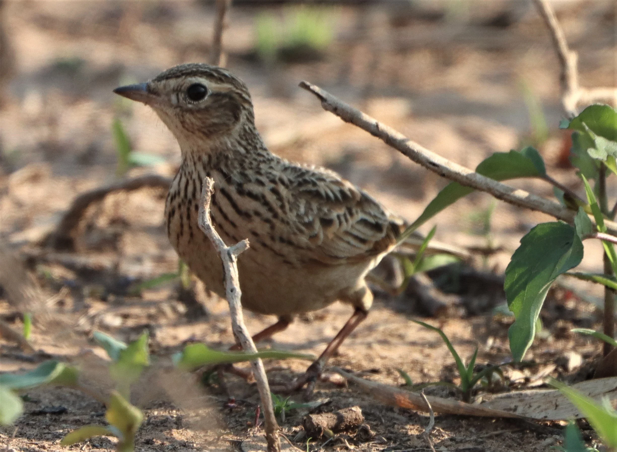 Oriental Skylark (Alauda gulgula) Pak Chong Lake Kumontong (3).JPG