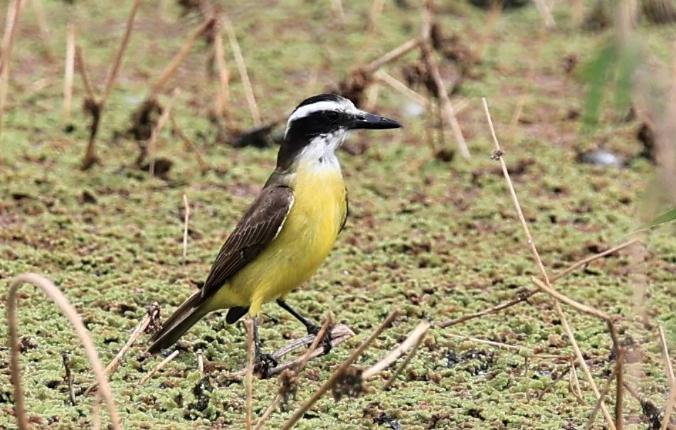 Great Kiskadee (Pitangus sulphuratus) Agua Dulce Paraguay