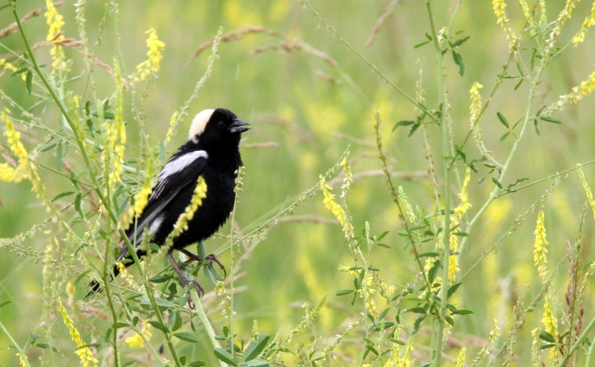 Bobolink (Dolichonyx oryzivorus) McKee Marsh Illinois (8).JPG