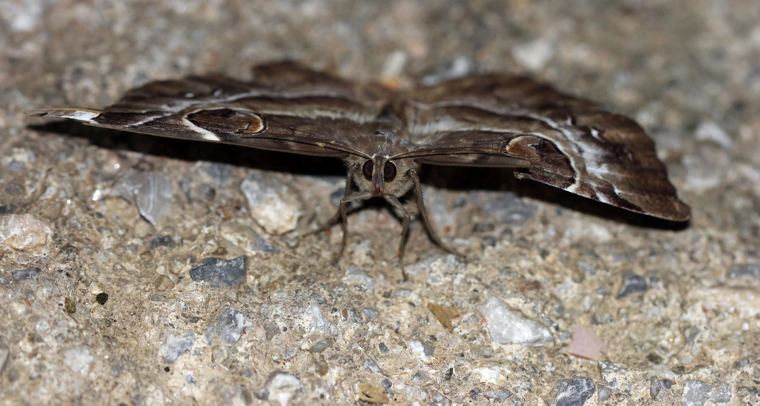 Noctuidae - Spirama helicina - Koh Lanta, Thailand