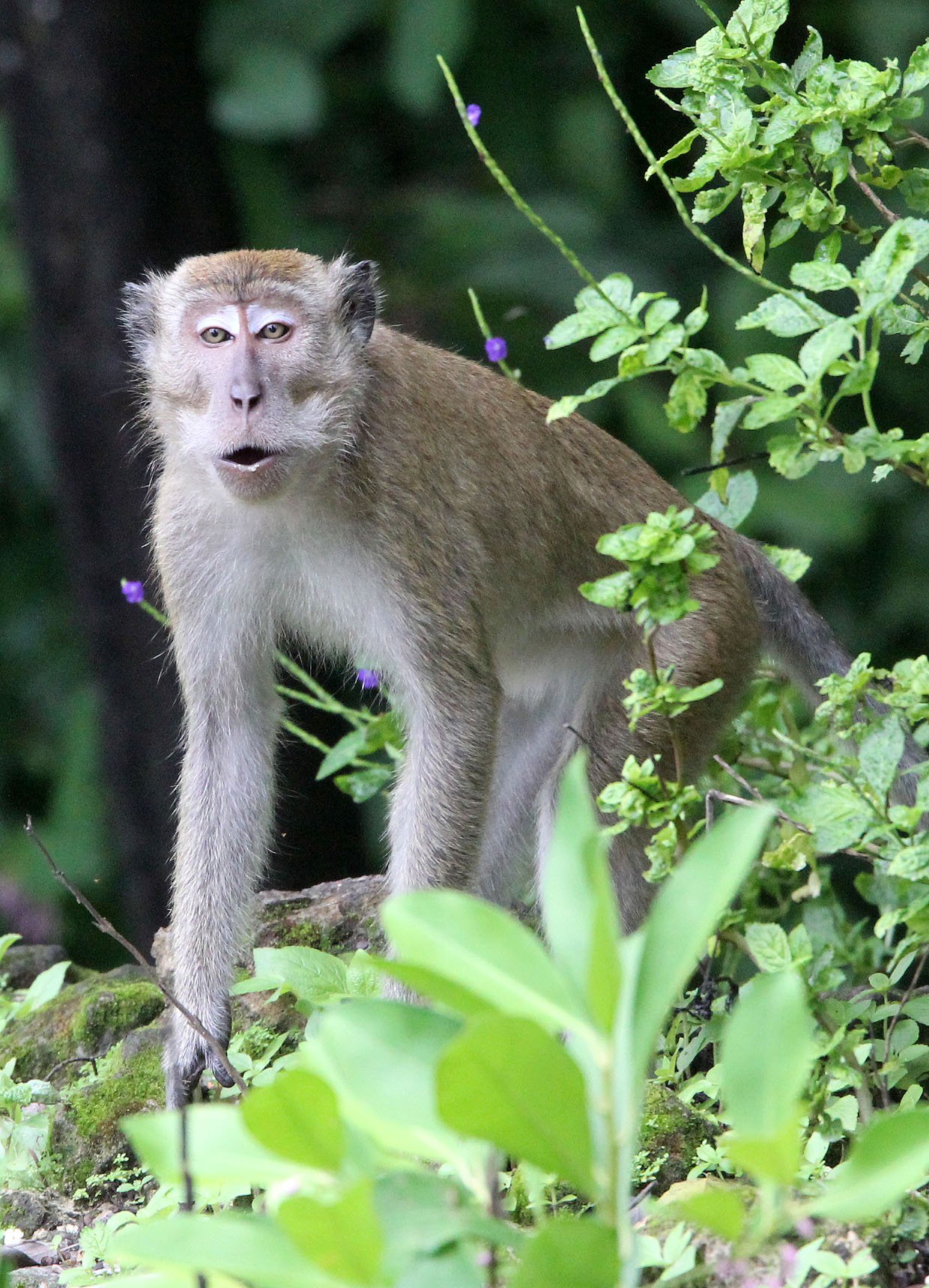 CERCOPITHECIDAE - Macaca fascicularis - LONG-TAILED MACAQUE - UJUNG KULON NATIONAL PARK JAVA BARAT INDONESIA (27).JPG