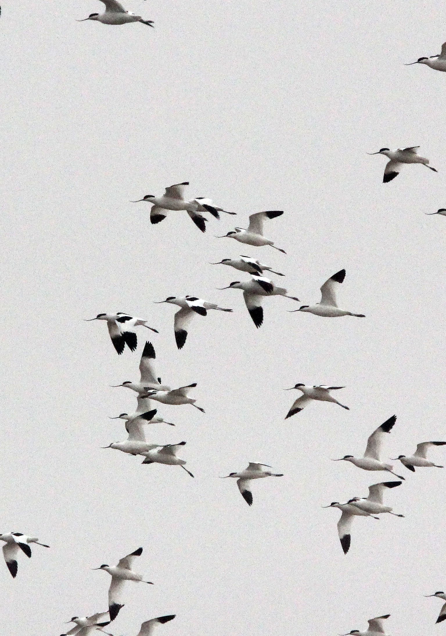 BIRD - AVOCET - PIED AVOCET - POYANG LAKE JIANGXI PROVINCE CHINA (10).JPG