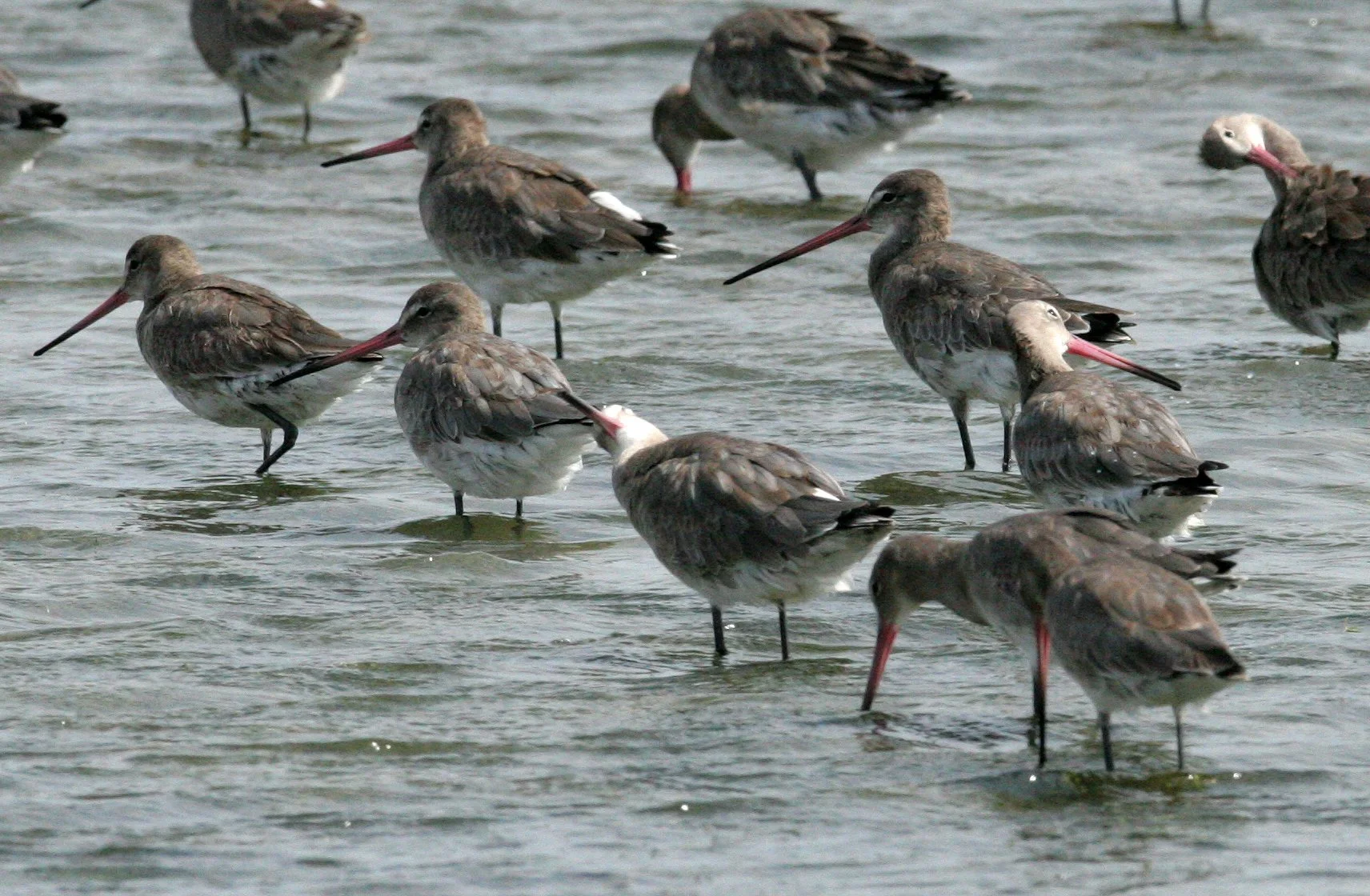 GODWIT - BLACK-TAILED GODWITS - Limosa limosa - PETCHABURI PROVINCE, PAK THALE, THAILAND (23).JPG