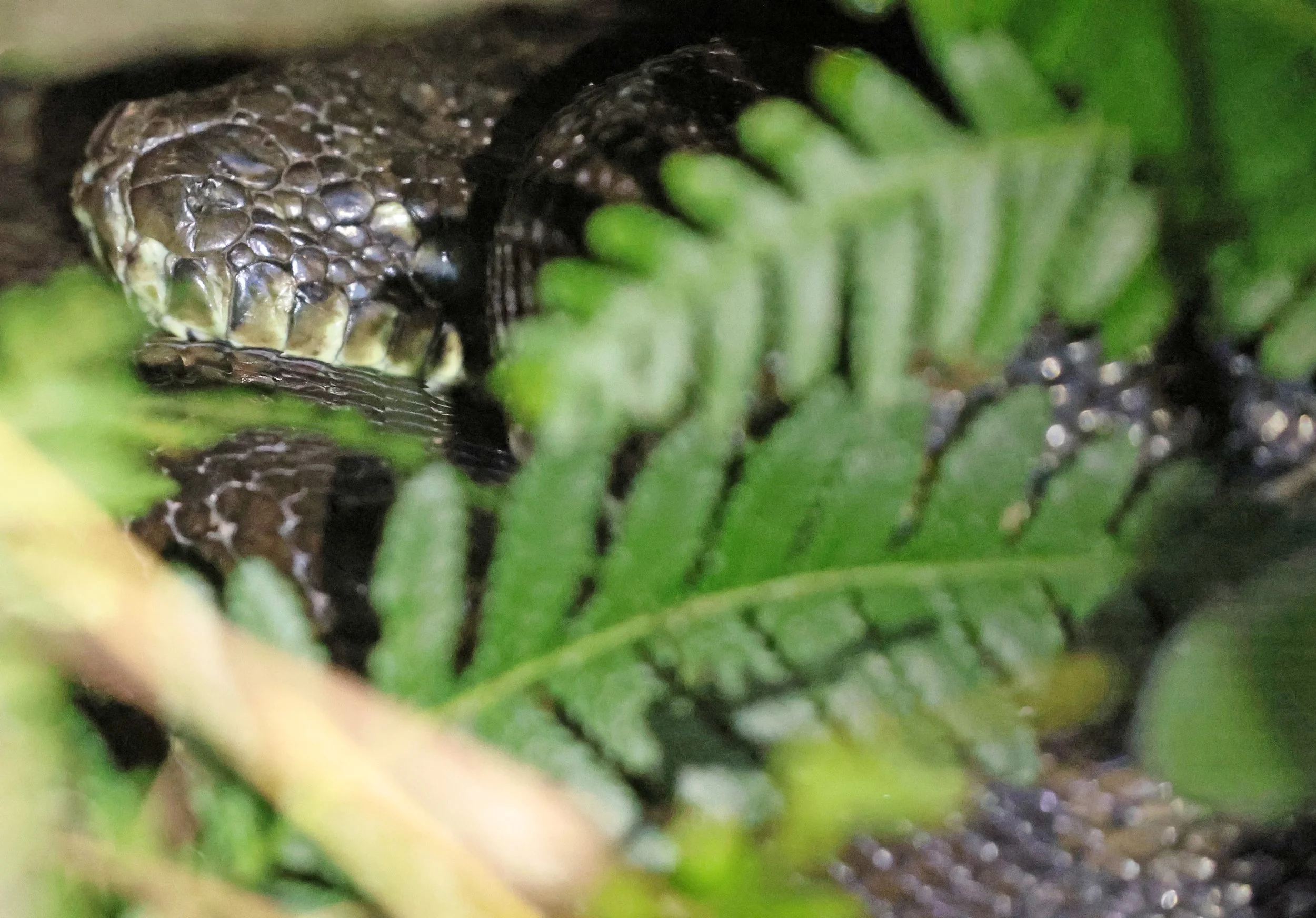 Coastal Carpet Python (Morelia spilota mcdowelli) Oreilly's at Lamington NP - Queensland