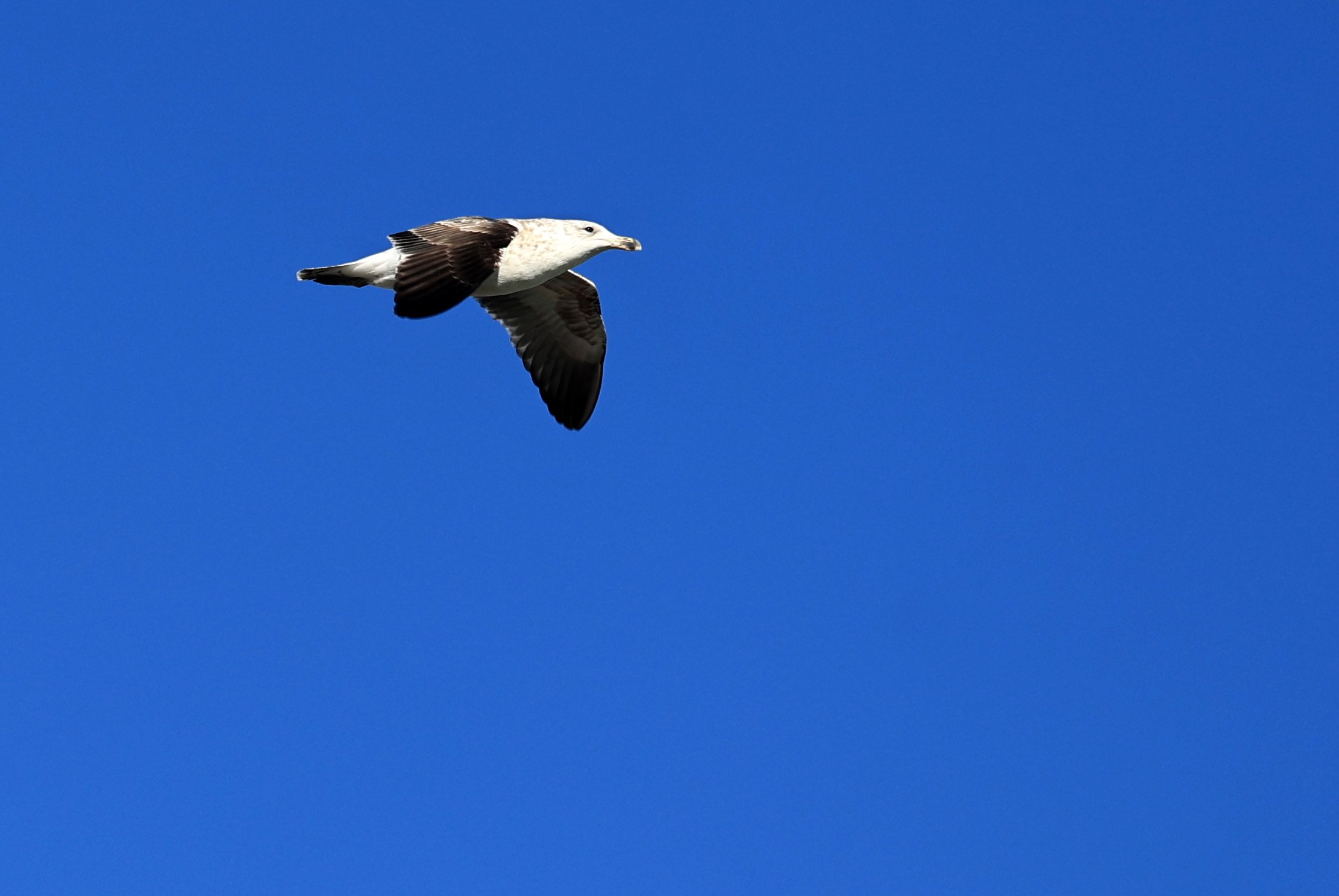 Kelp Gull (Larus dominicanus) Puerto Rawson Argentina (21).jpg