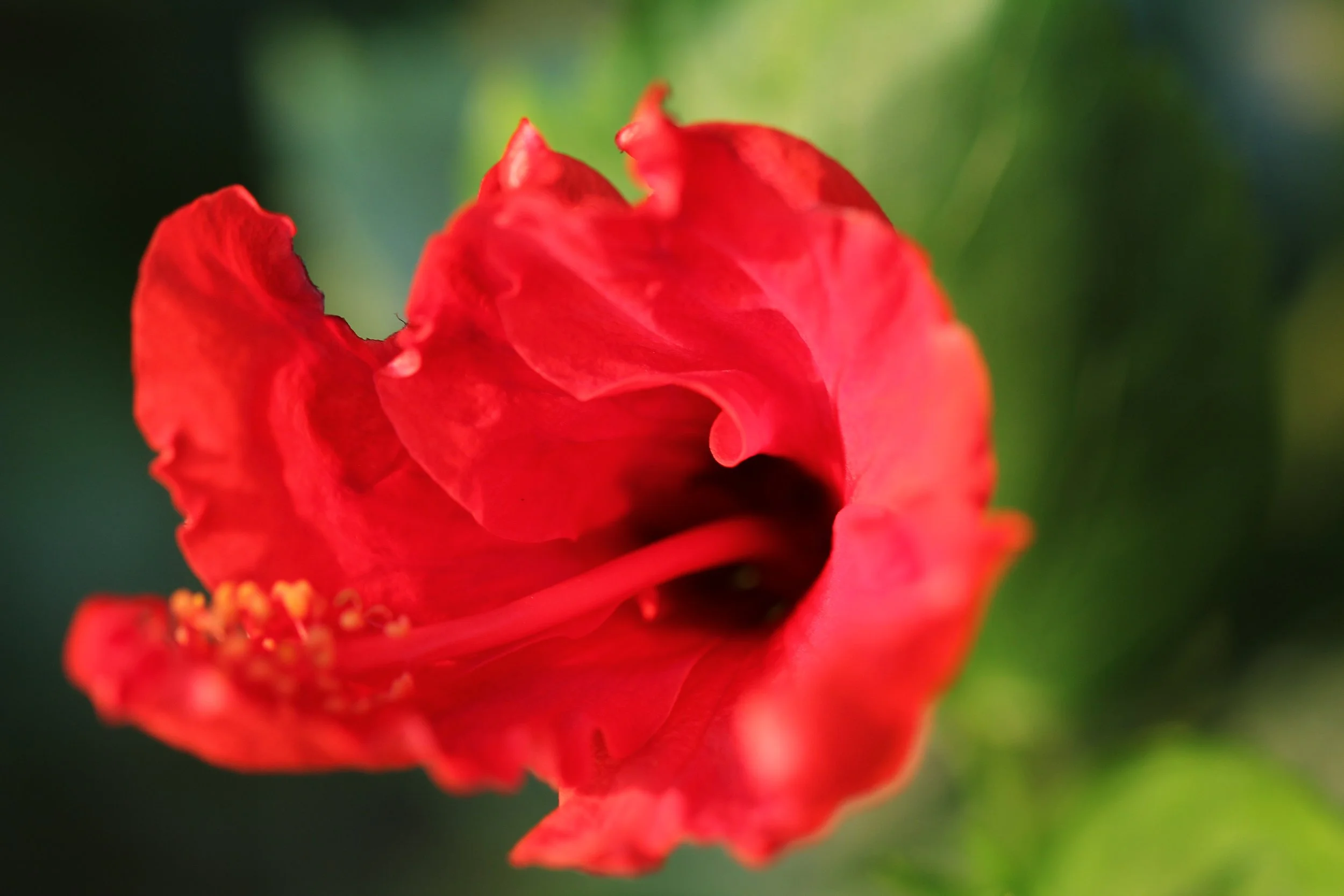 GARDEN - OUR GARDEN IN BANGKOK WINTER 2015 (165).JPG