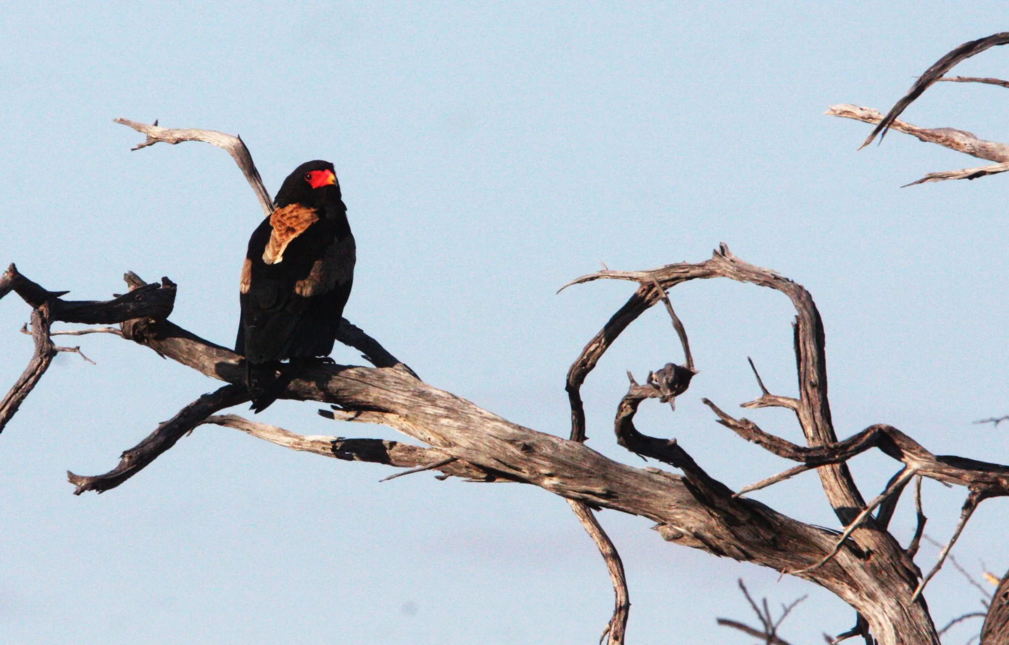Terathopius ecaudatus - BATELEUR - KHWAI CAMP OKAVANGO BOTSWANA (12).JPG