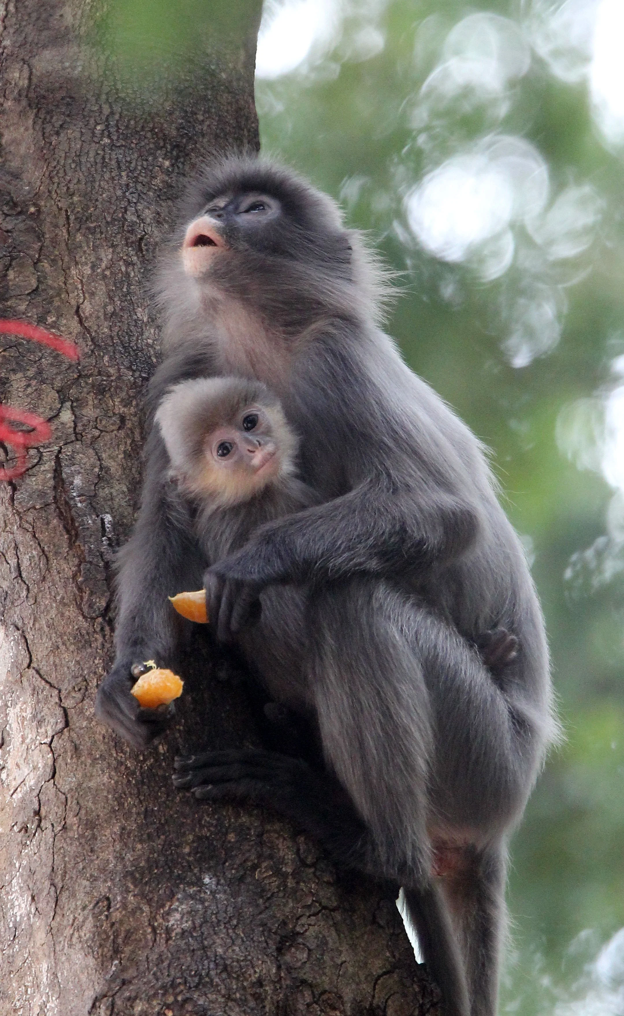 CERCOPITHECIDAE - Trachypithecus crepusculus - INDOCHINESE GRAY LANGUR - WAT PHA PU LOEI PROVINCE THAILAND (34).JPG
