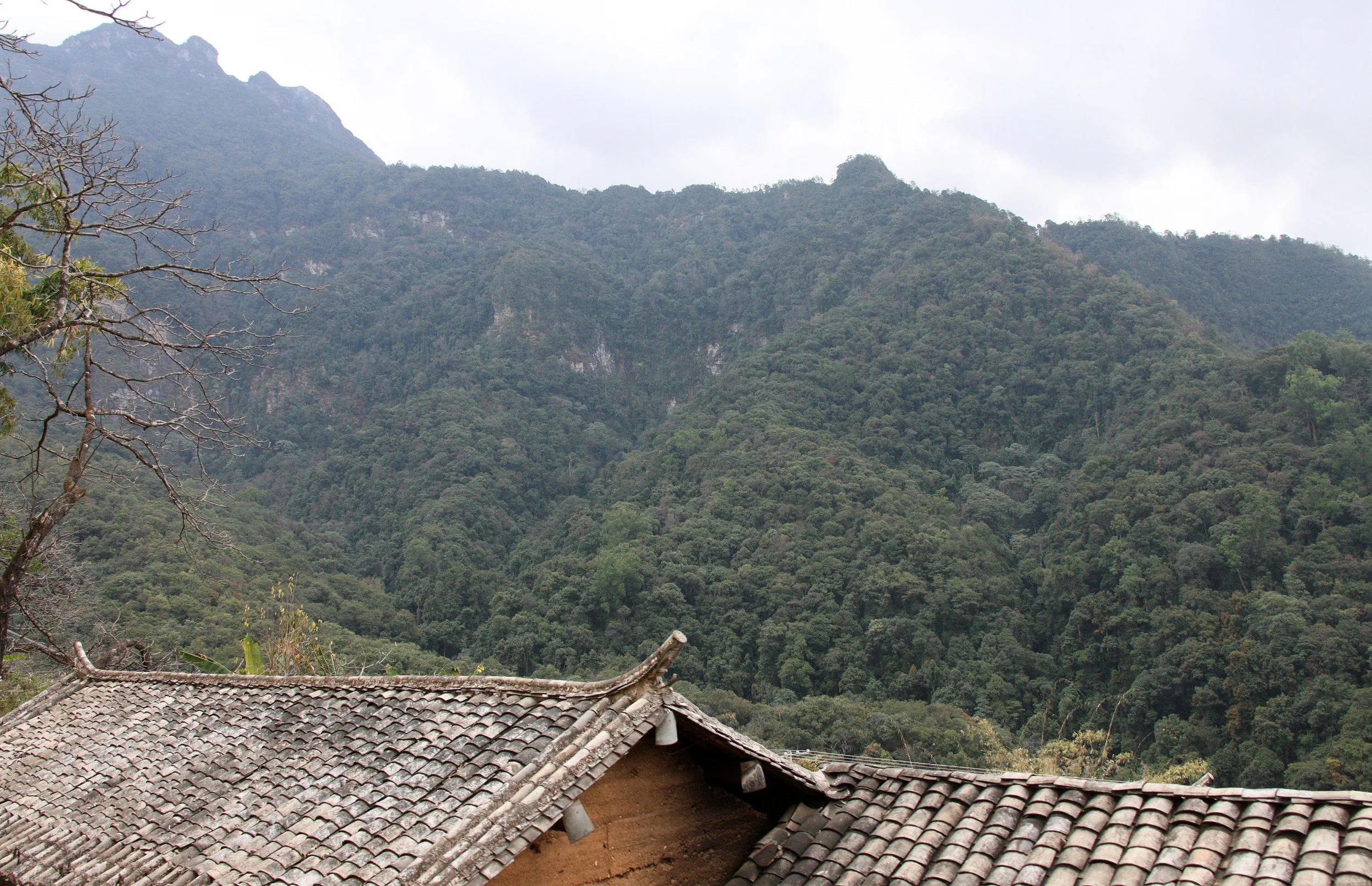 YUNNAN - WULIANGSHAN NATURE RESERVE AND SURROUNDING REGION (51).JPG