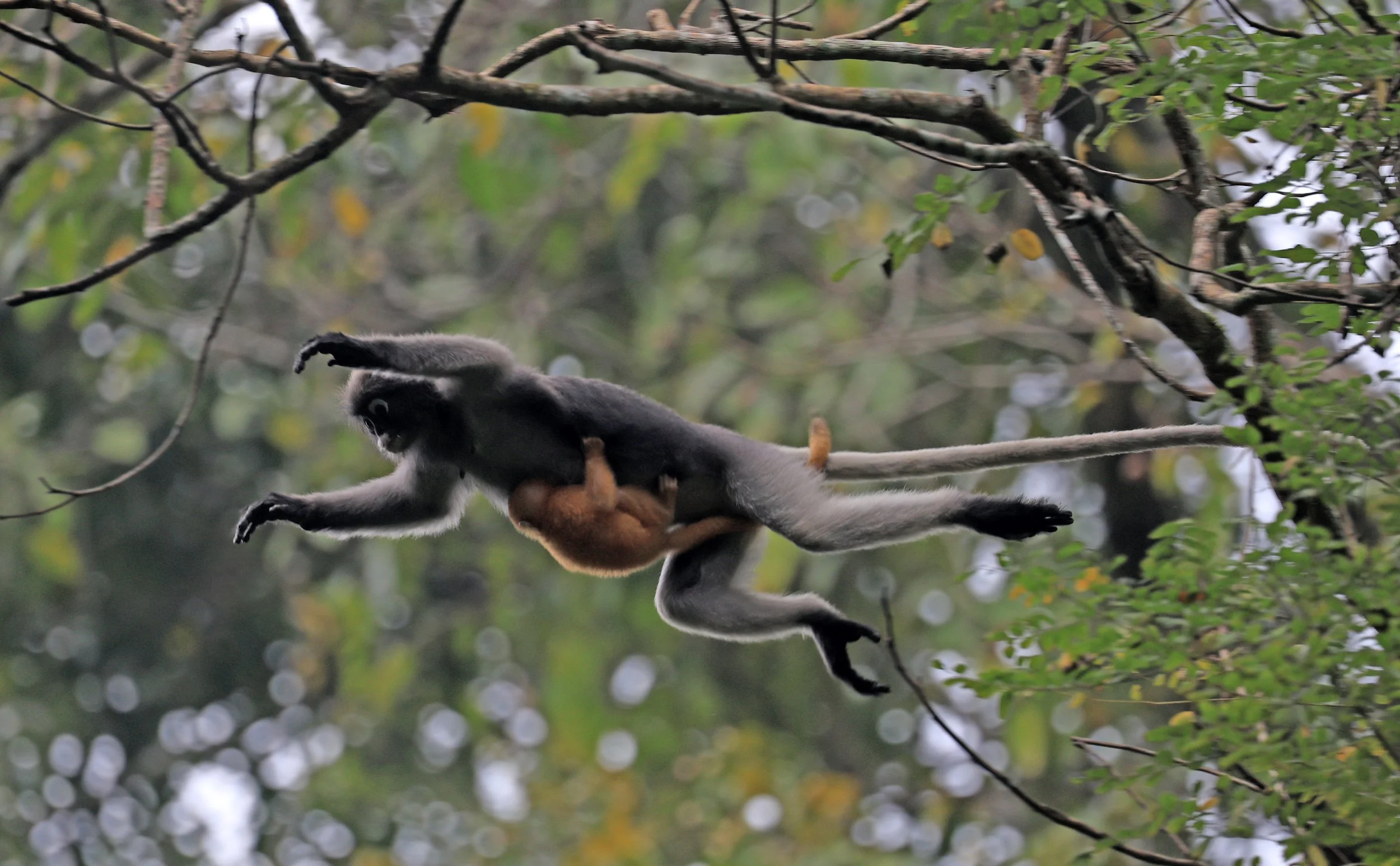 Dusky Langur (Spectacled) Leaf Monkey (Trachypithecus obscurus) Kaeng Krachan National Park ESS Expedition 2026 (17).jpg