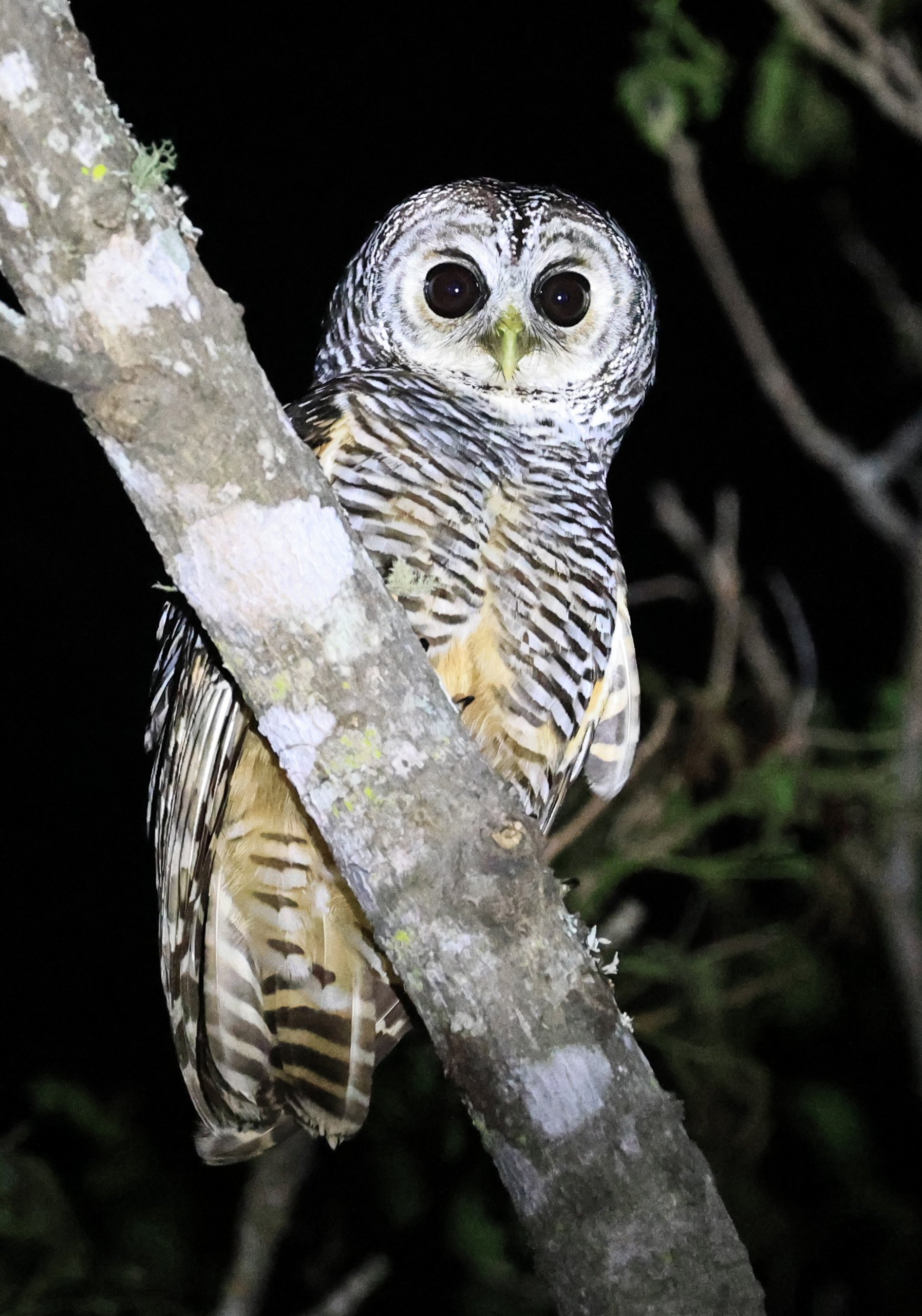 Chaco Owl (Strix chacoensis) Reserva Nueland  Selva Serena (32).jpg