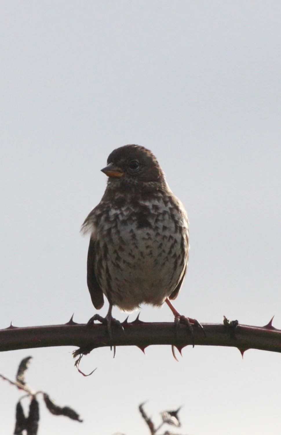 Fox Sparrow (Passerella iliaca) Jamestown Washington Olympic Peninsula (12).JPG