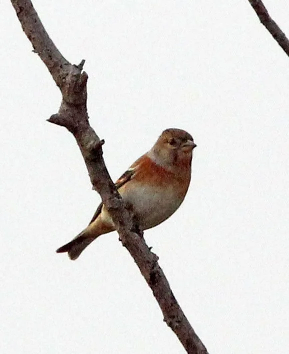 Brambling (Fringilla montifringilla) Poyang Lake, Jiangxi Province, China (3).JPG