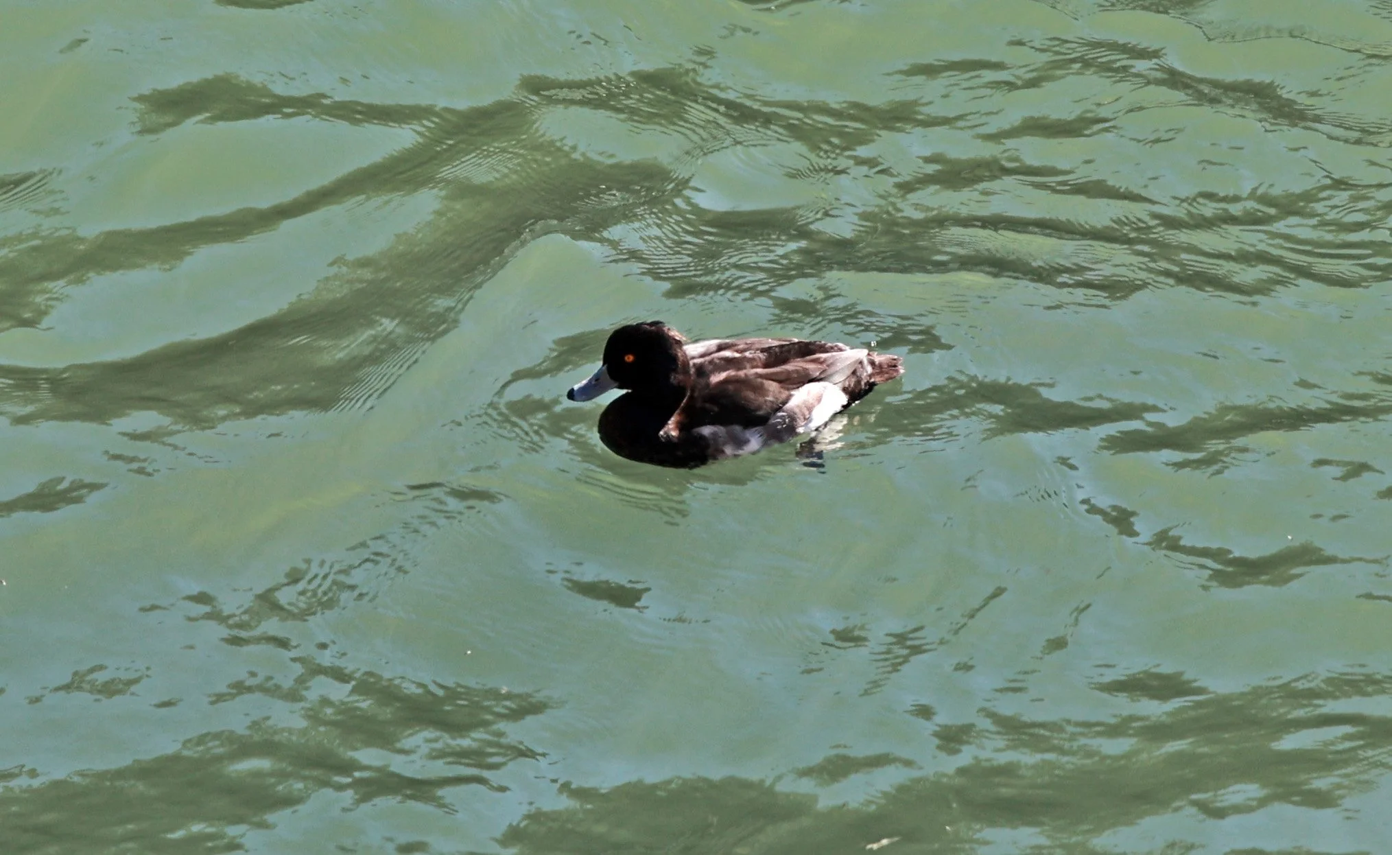 Tufted Duck (Aythya fuligula) Sogi Waterfalls & Canyon, Kagoshima Japan (10).jpg