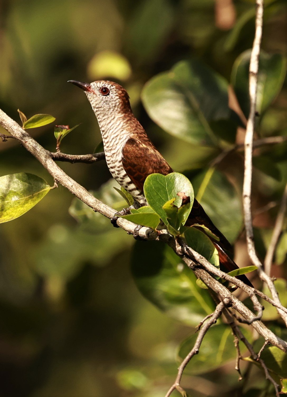 Violet Cuckoo (Chrysococcyx xanthorhynchus) Rama IX Park Bangkok (33).jpg