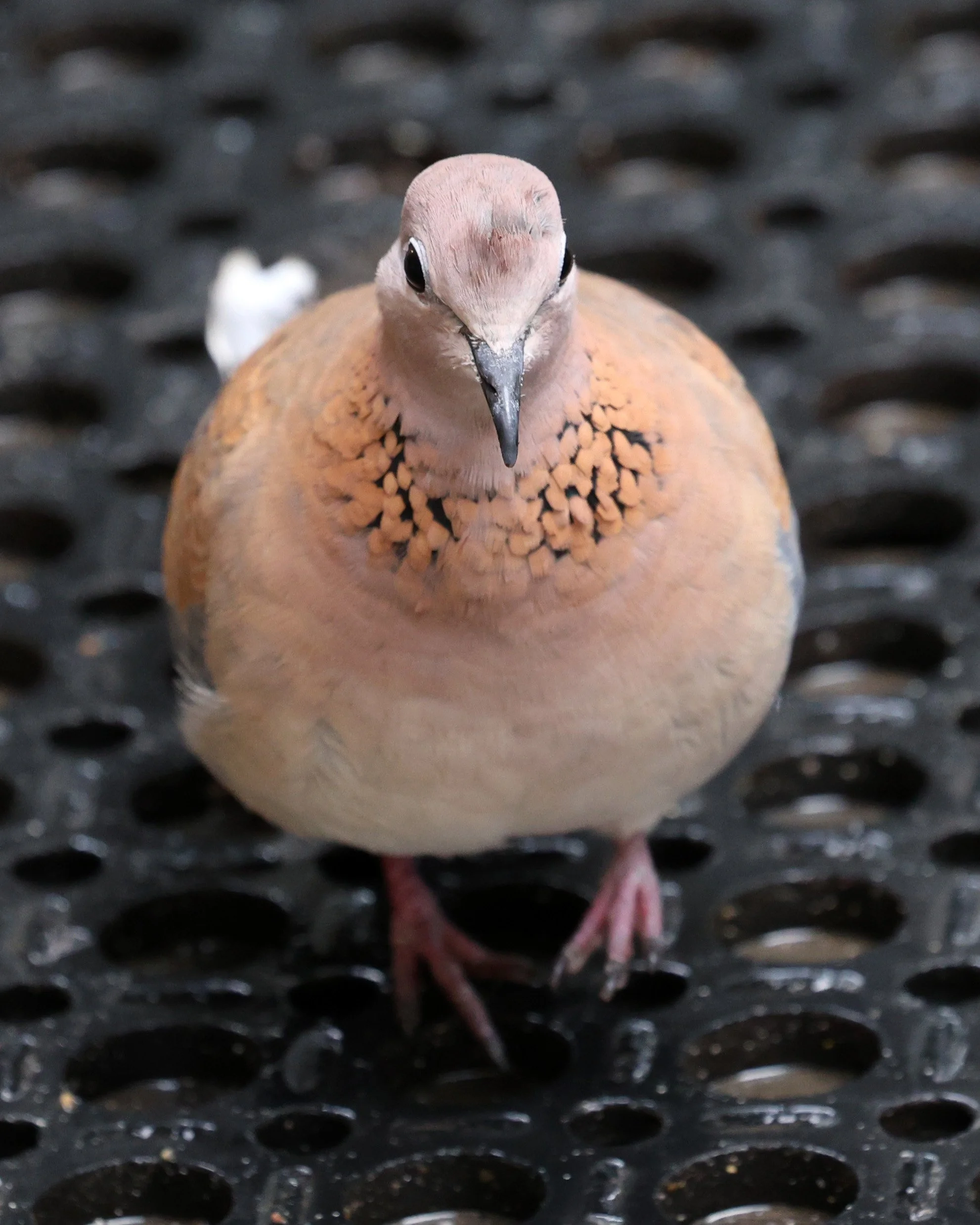 Laughing Dove (Spilopelia senegalensis) Rottnest Island - Western Australia (2).jpg