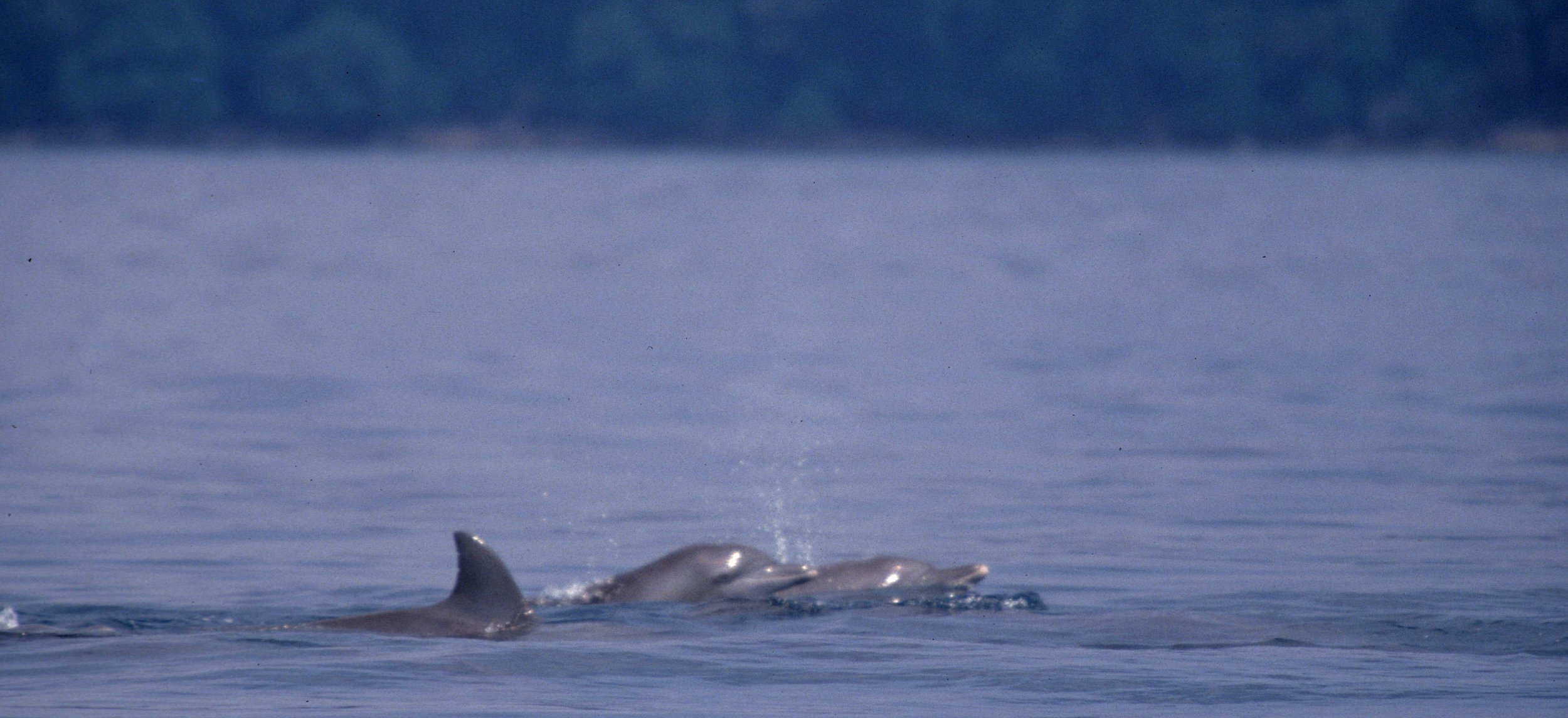 CETACEAN - DOLPHIN SPECIES - KOMODO SEA.jpg