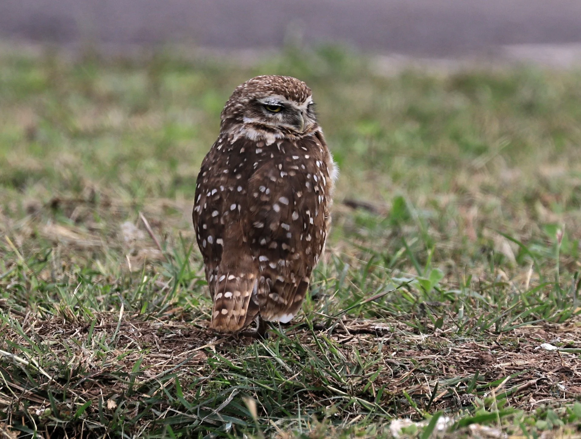 Burrowing Owl (Athene cunicularia) Aurora Chaquena near Neuland Mennonite Colony Paraguay (4).jpg