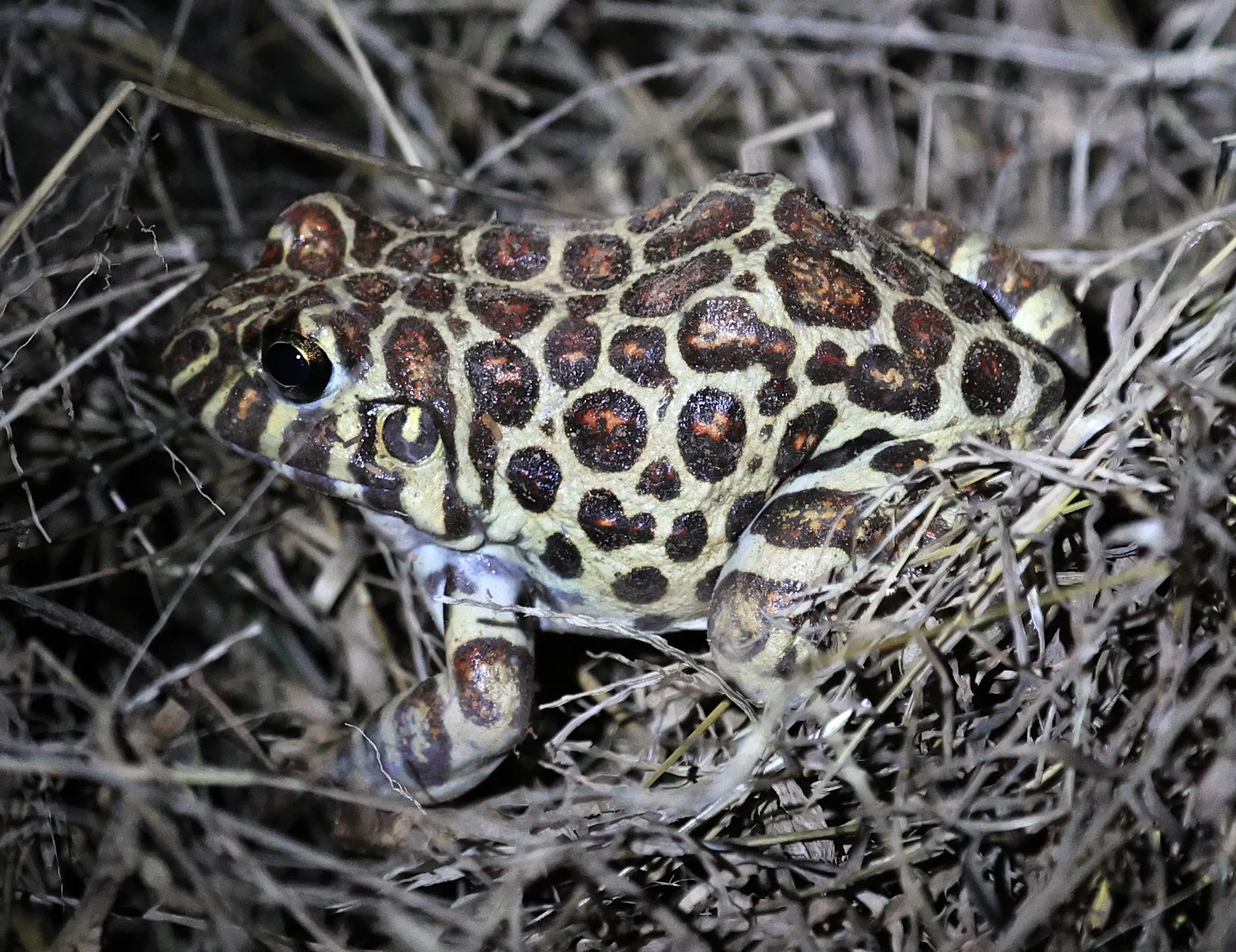 Santa Fe White-lipped or Coraline Frog (Leptodactylus laticeps) Agua Dulce Paraguay (7).jpg