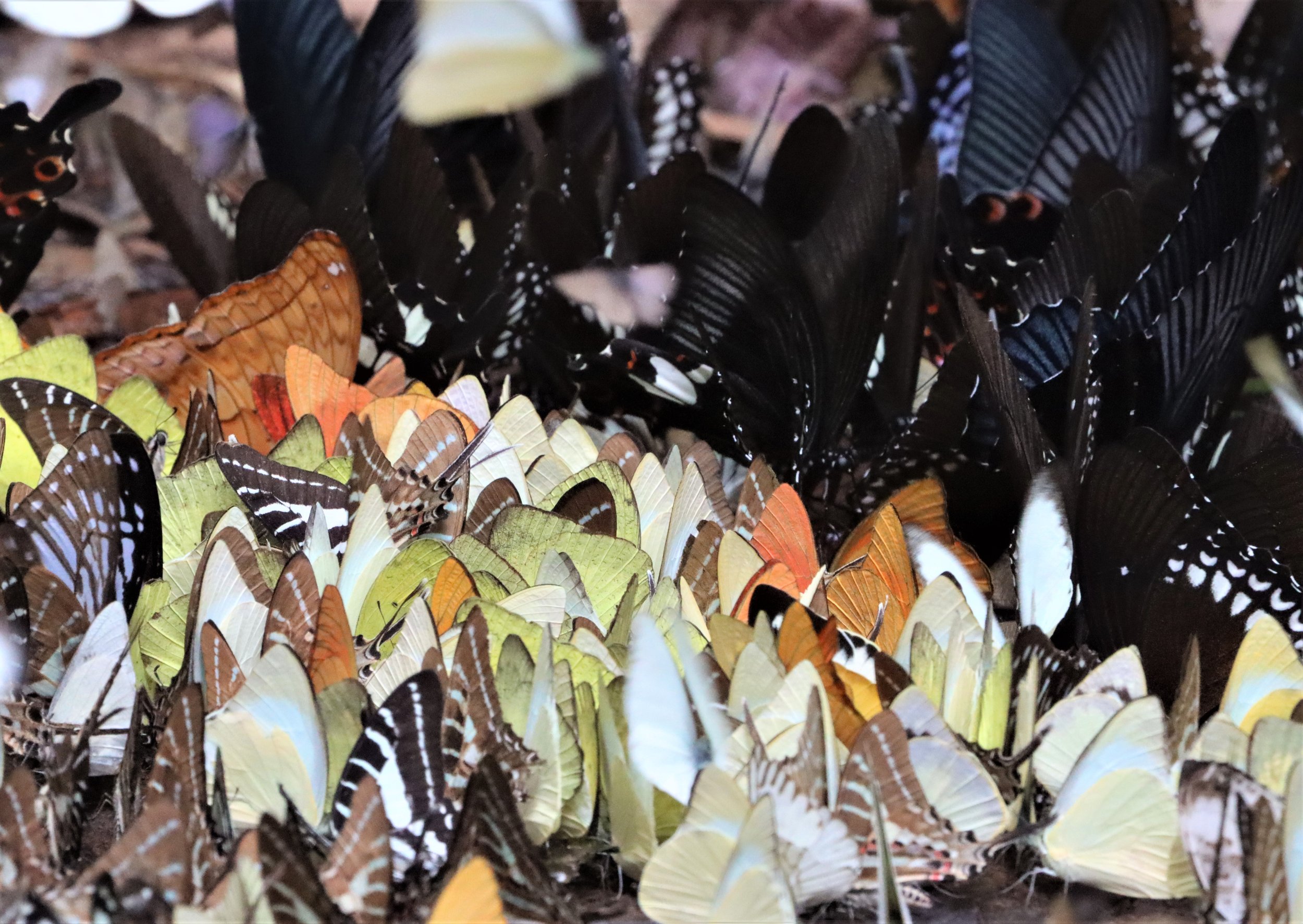 Puddling Butterflies at Kaeng Krachan.   Pieridae (Whites and Yellows): Common Grass Yellow (Eurema), Orange Gull (Cepora judith), Striped Albatross (Appias libythea), and Common Gull. Swallowtails (Papilionidae): Common Bluebottle (Graphium sarpedon