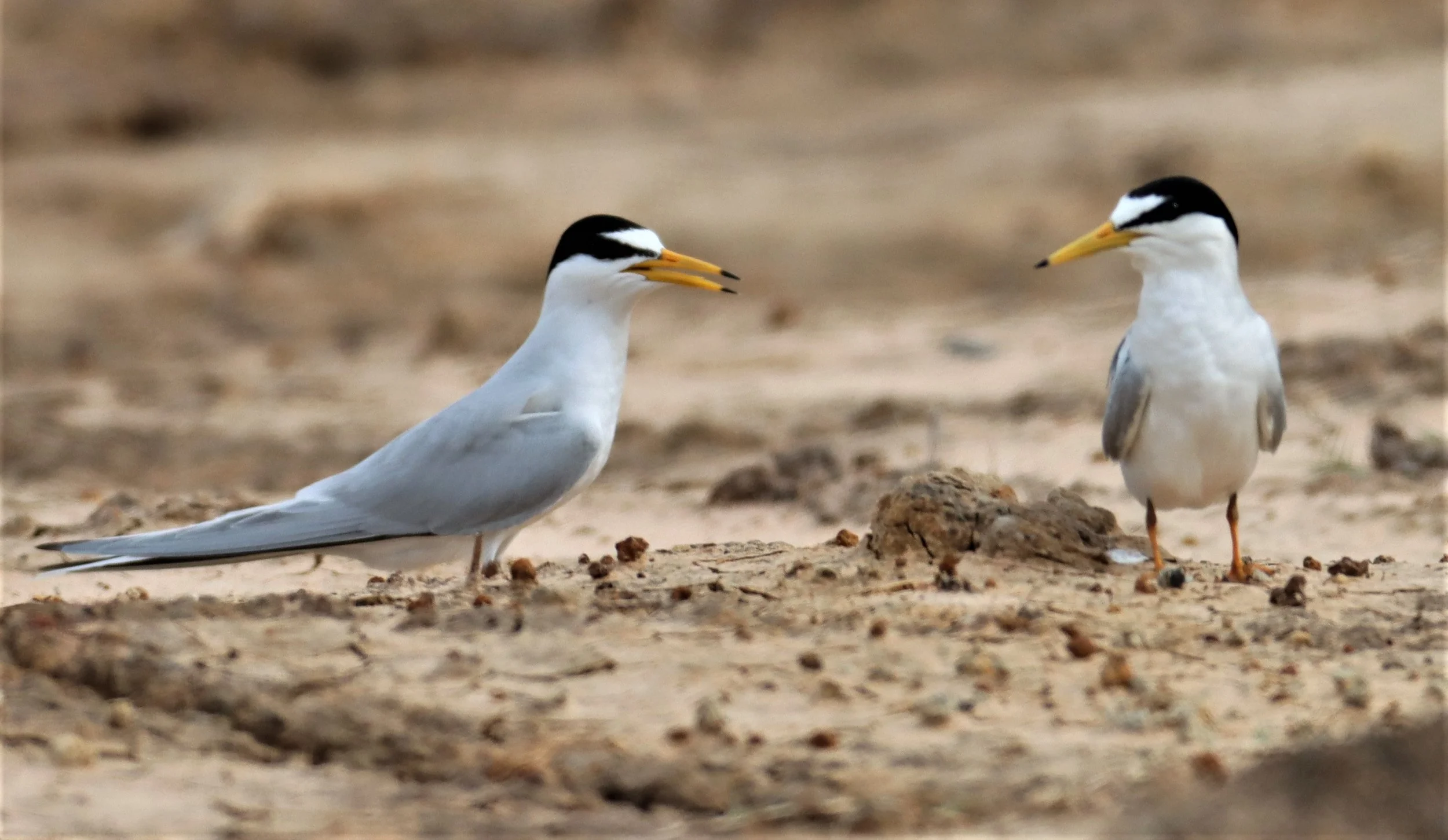 TERN - LITTLE TERN - Sterna albifrons - KHAO SAM ROI YOD NP (17).jpg