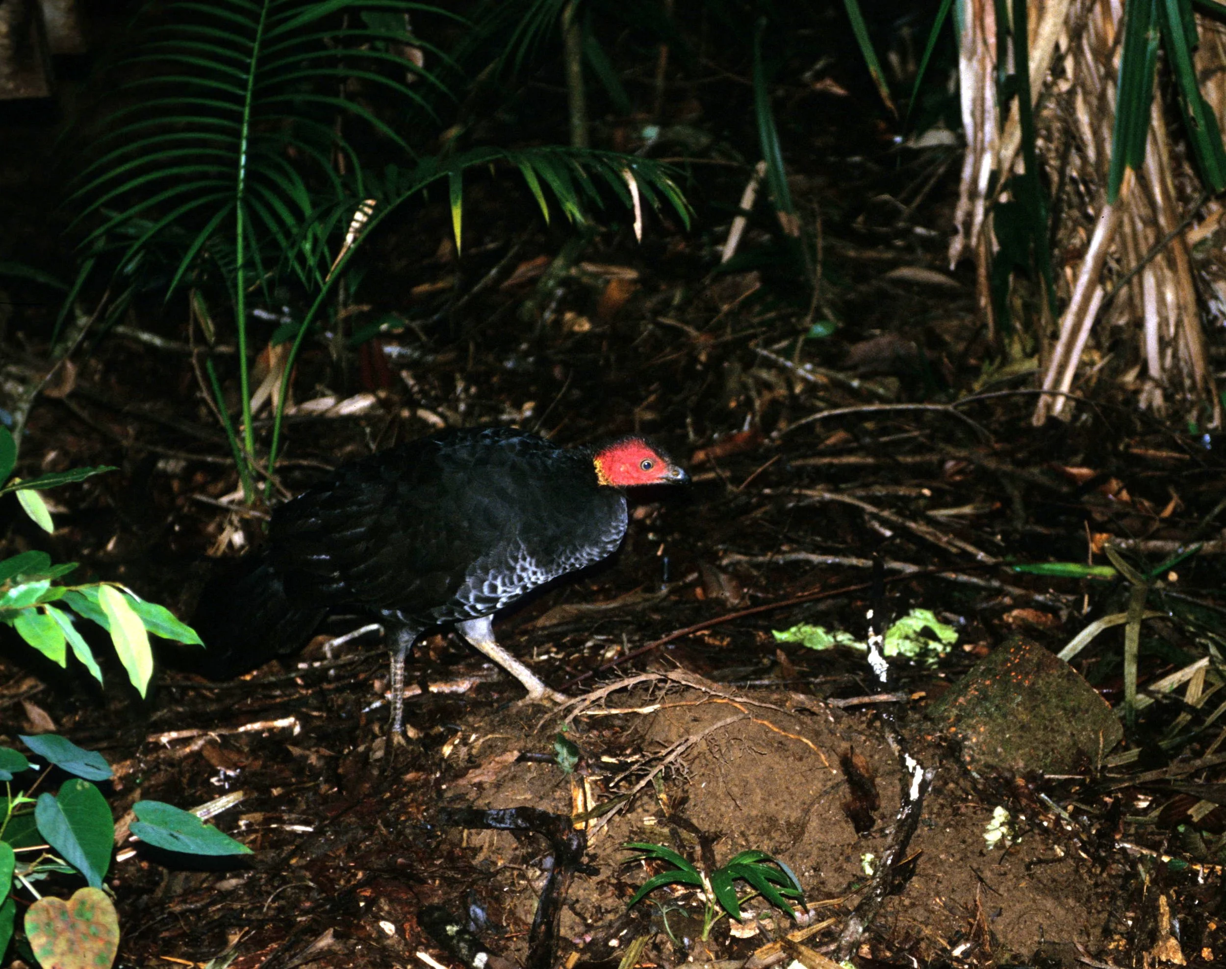 BIRD - AUSTRALIAN BRUSH TURKEY - DAINTREE RAINFOREST A.jpg