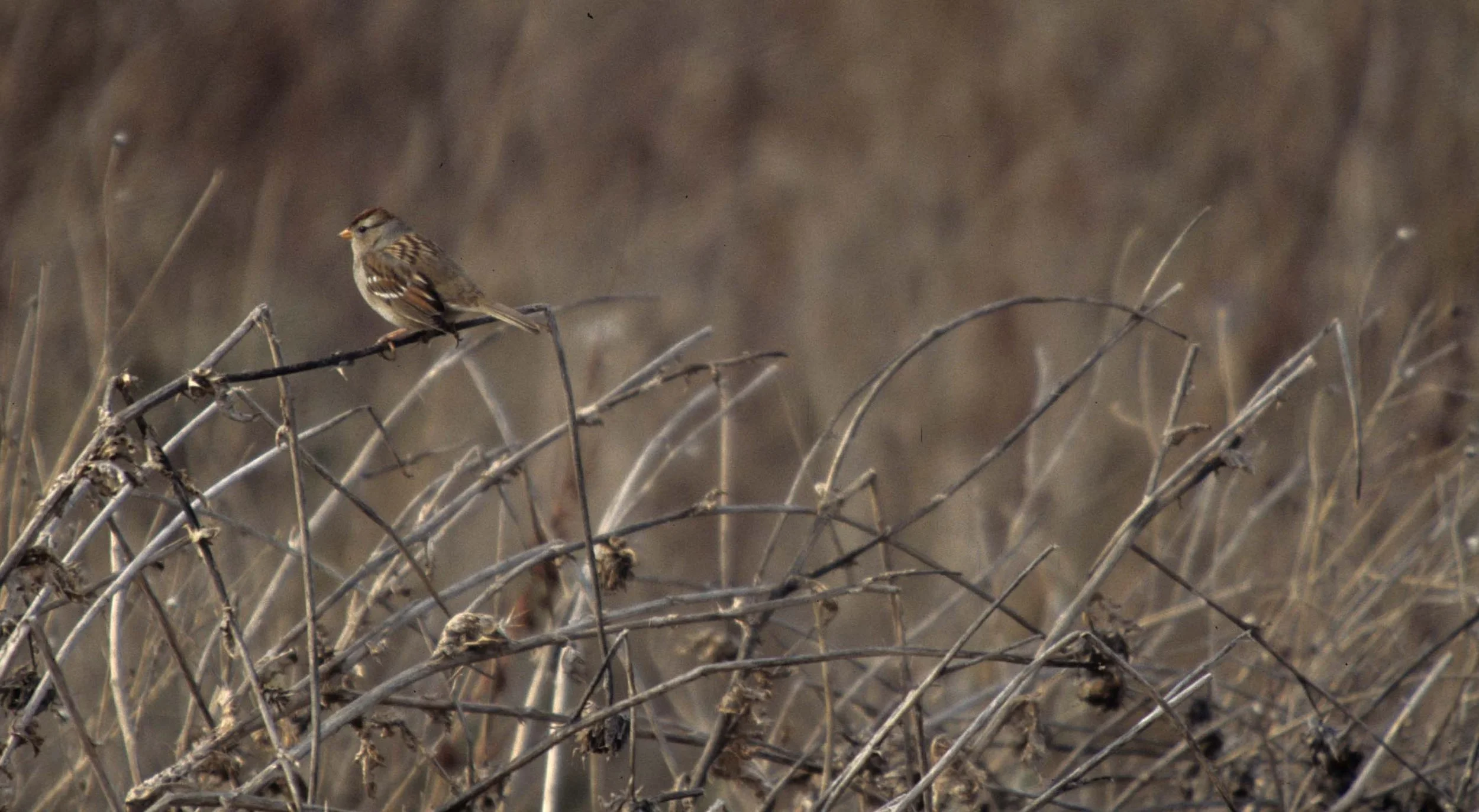 Rufous-crowned Sparrow (Aimophila ruficeps) Point Reyes NP California.jpg