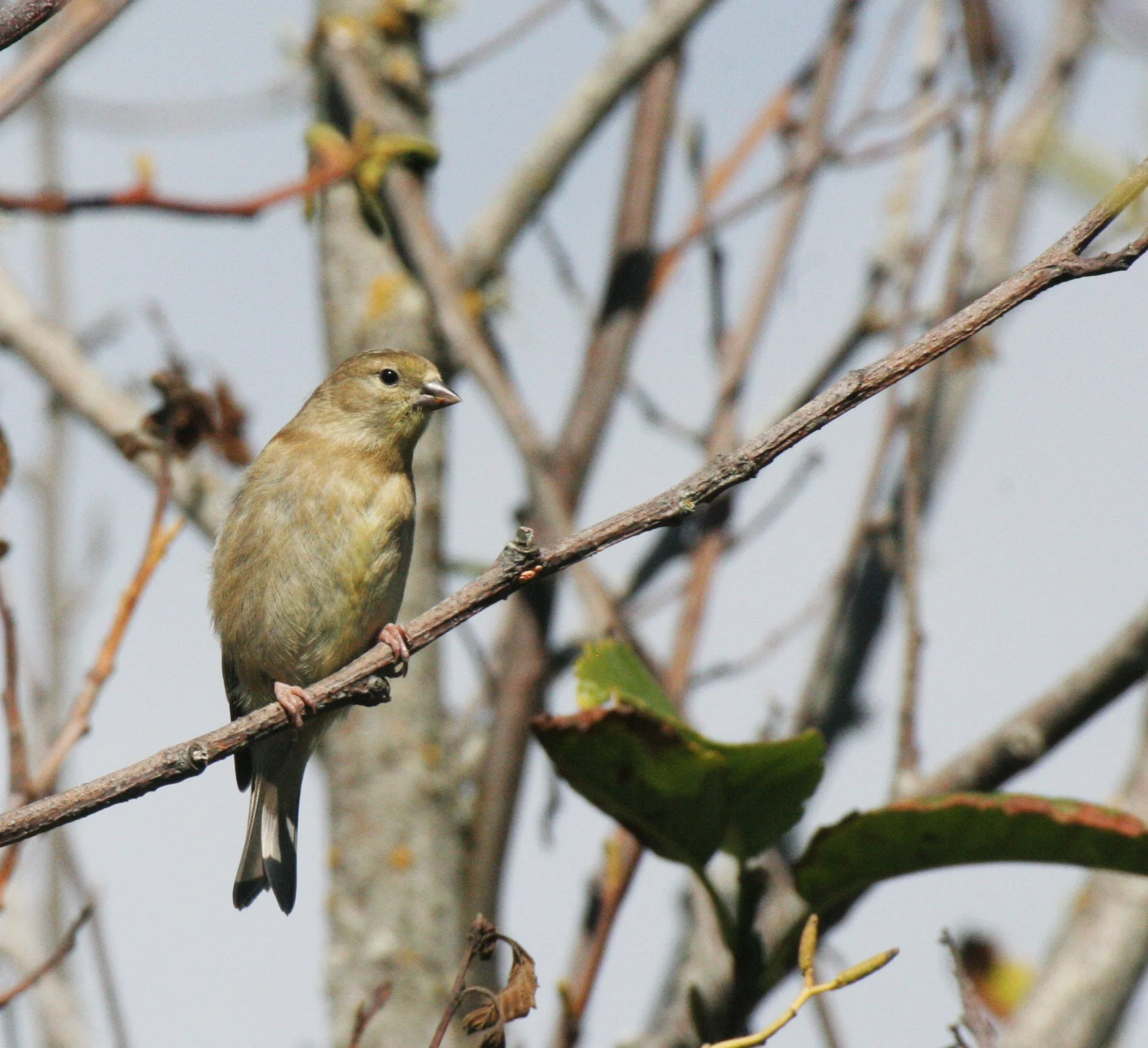 Pine siskin (Spinus pinus) Elwha Valley, Whiskey Bend Trail (4).JPG
