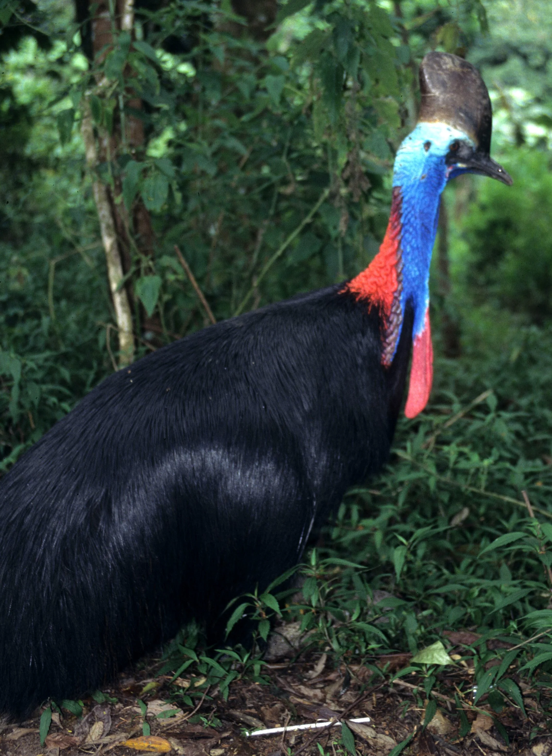 BIRD - SOUTHERN CASSOWARY - DAINTREE RAINFOREST B.jpg