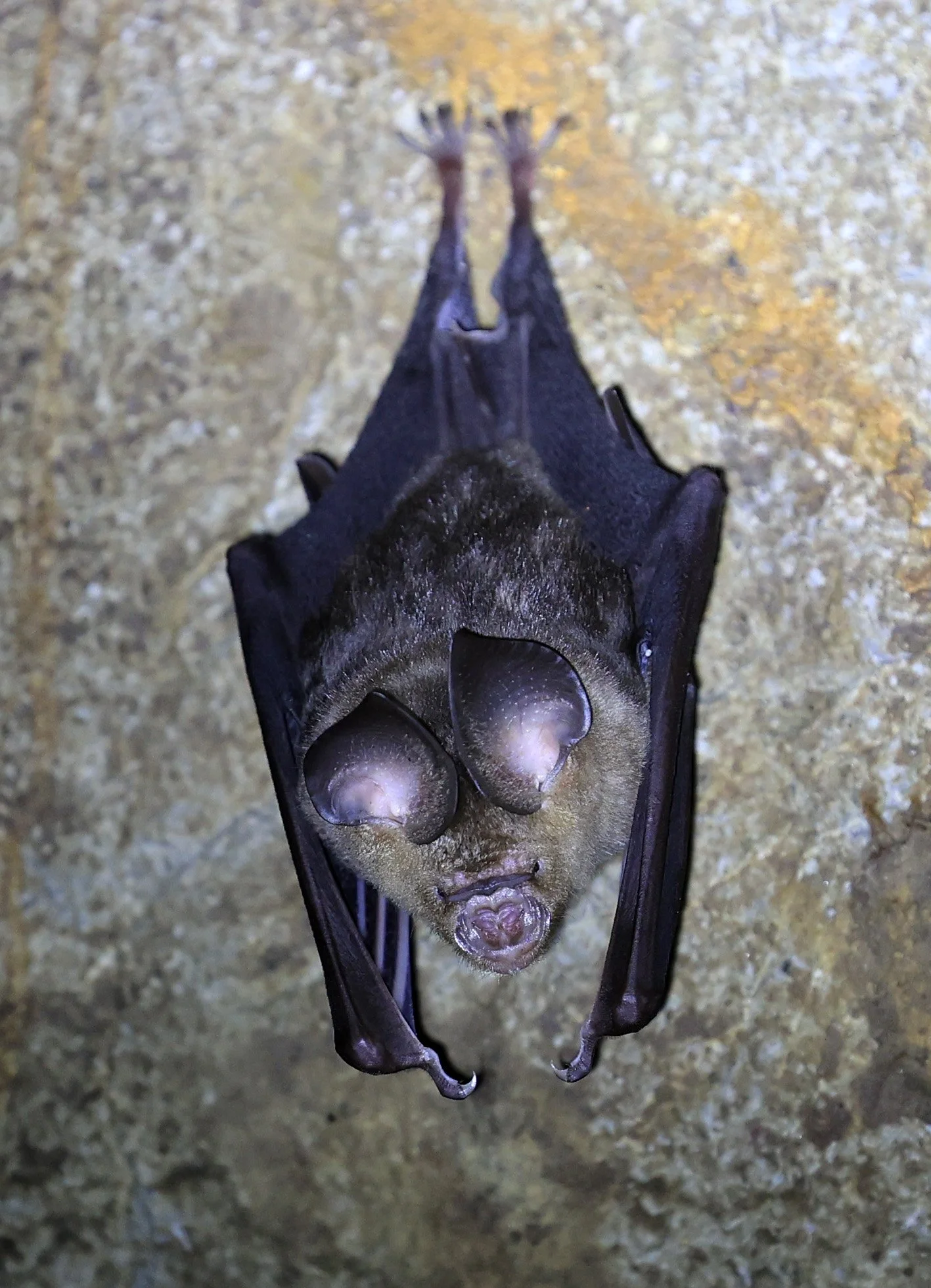 Horsfield’s Leaf-nosed Bat (Hipposideros larvatus) Wat Sa Nam Sai Temple Pak Chong Thailand (14).jpg