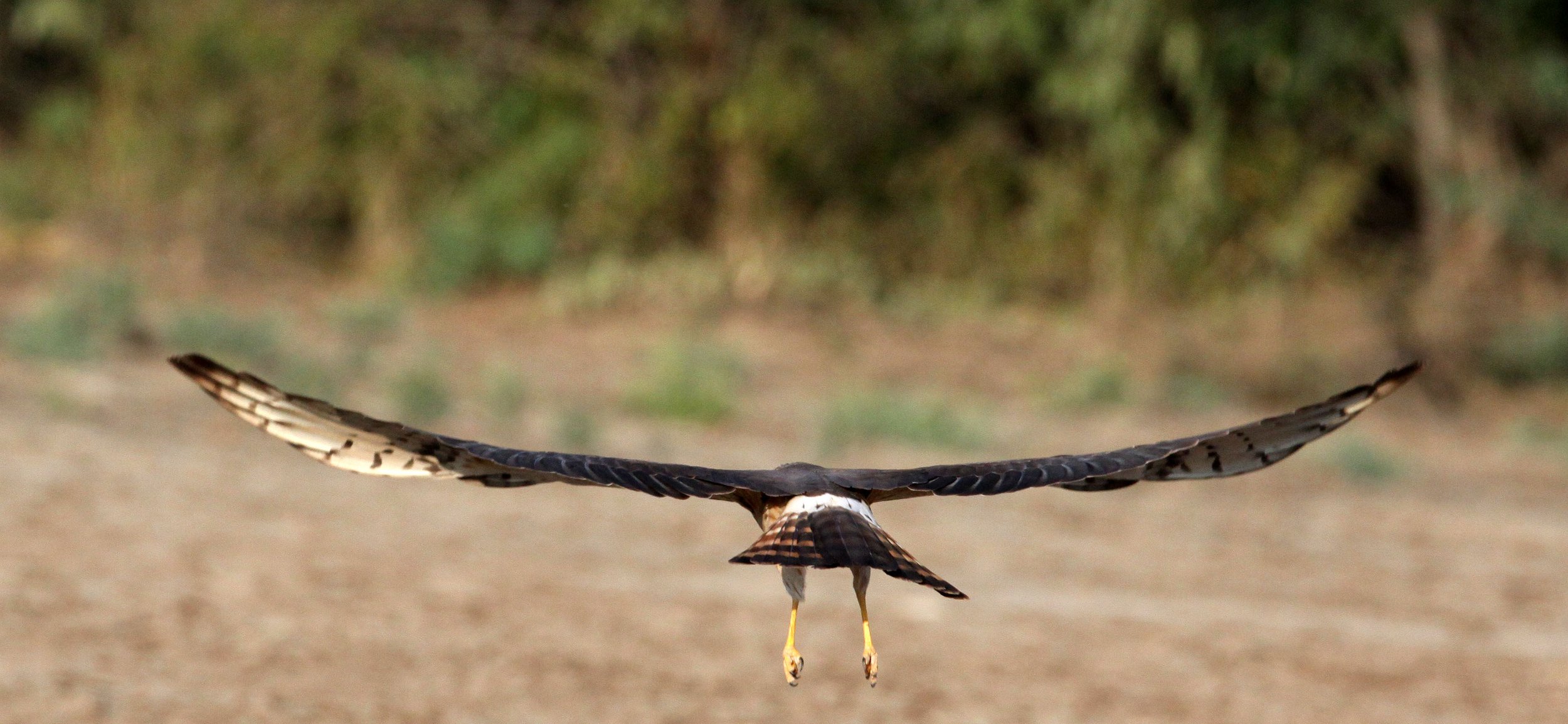 Circus macrourus - PALLID HARRIER - LITTLE RANN OF KUTCH GUJARAT INDIA (14).JPG
