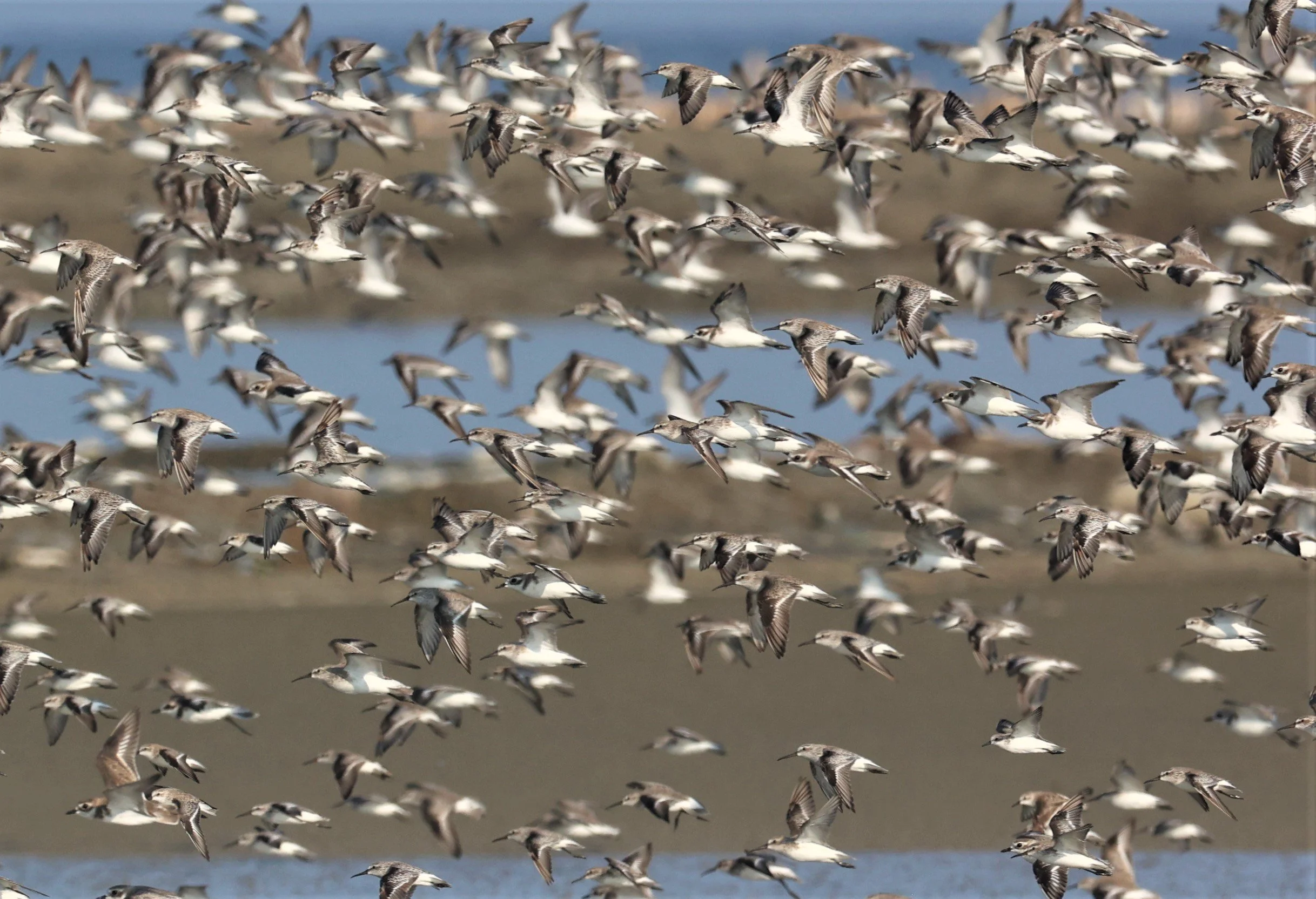 PLOVER - GREATER SAND-PLOVER - Charadrius leschenaultii - LESSER SP, CURLEW, BROADBILL SP PAK THALE OCTOBER 2 (45).jpg