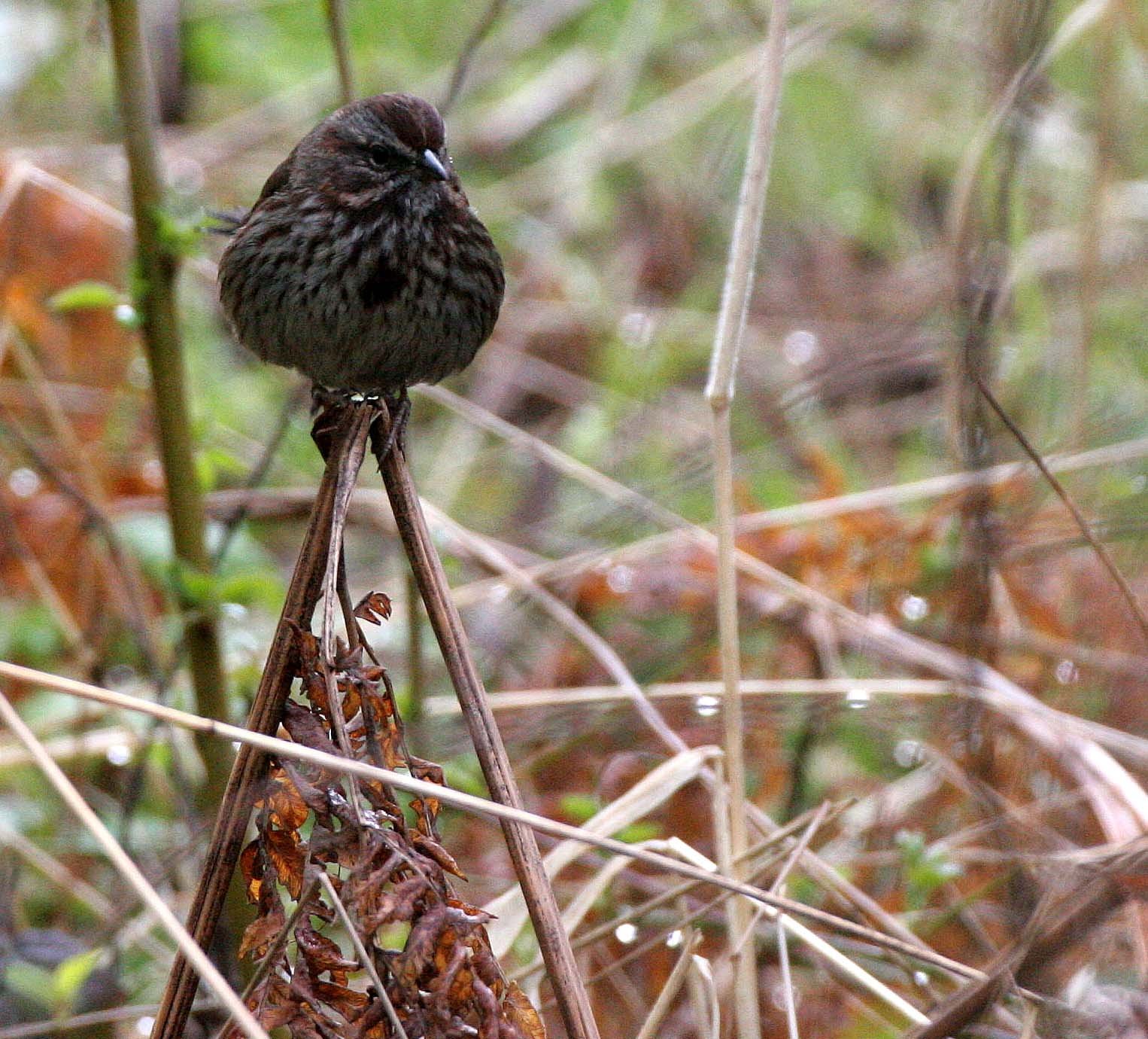 BIRD - SPARROW - SONG SPARROW - LAKE FARM WA.JPG