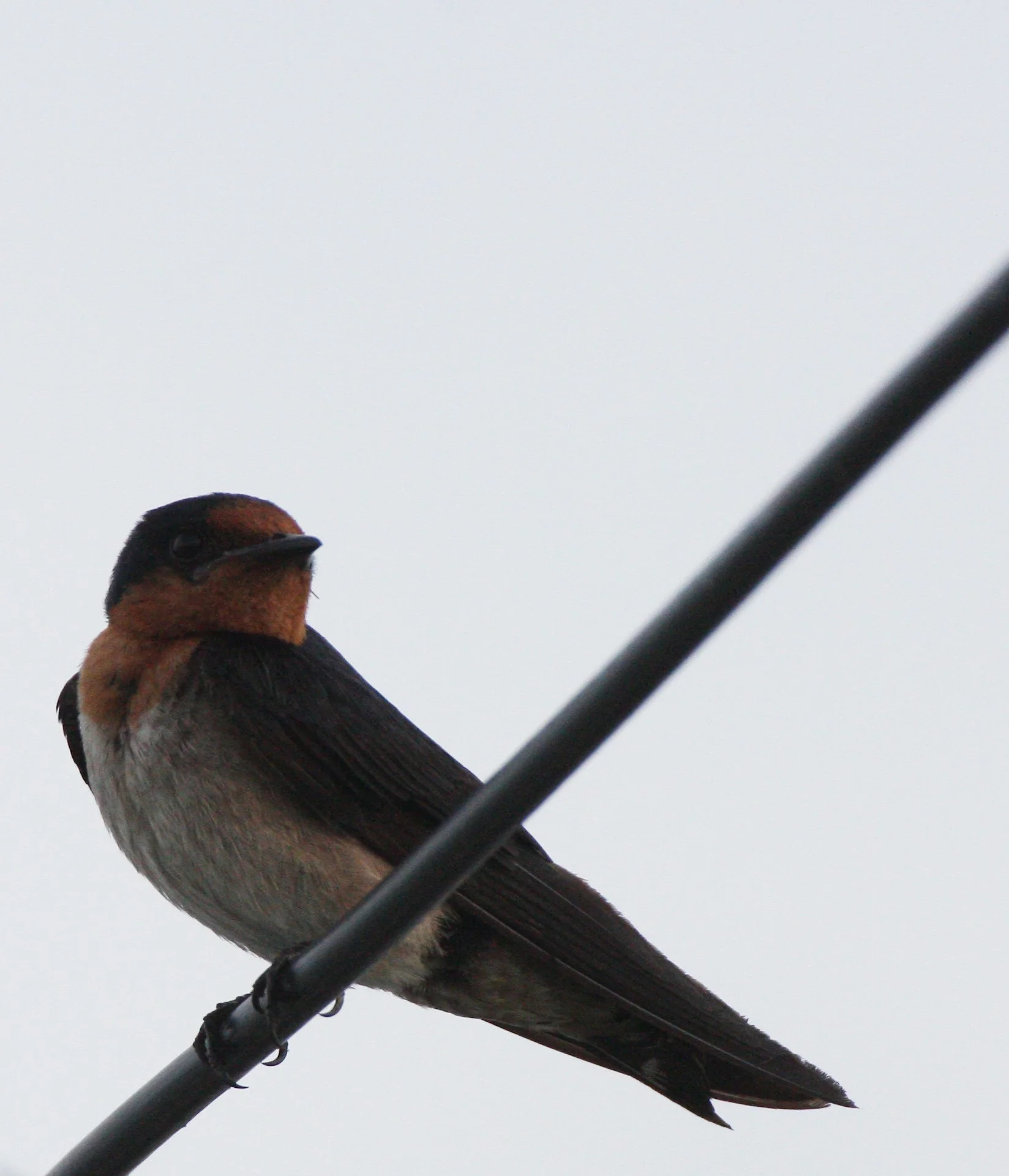 Pacific Swallow (Hirundo tahitica) Pak Nakhon Thailand (4).JPG