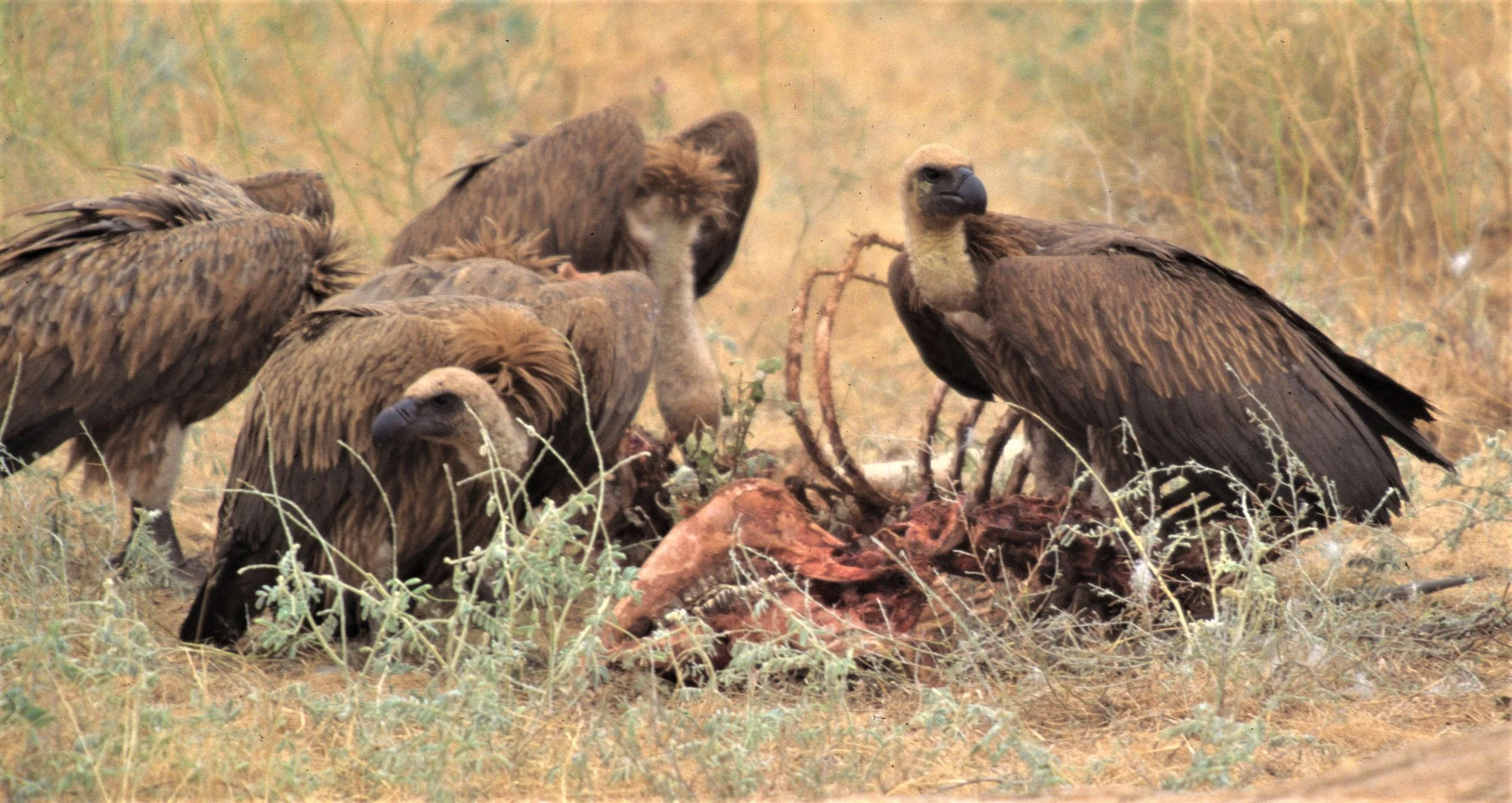 Gyps africanus - AFRICAN WHITE-BACKED VULTURE - SHABA RESERVE CENTRAL KENYA - scanned slides aa.jpg