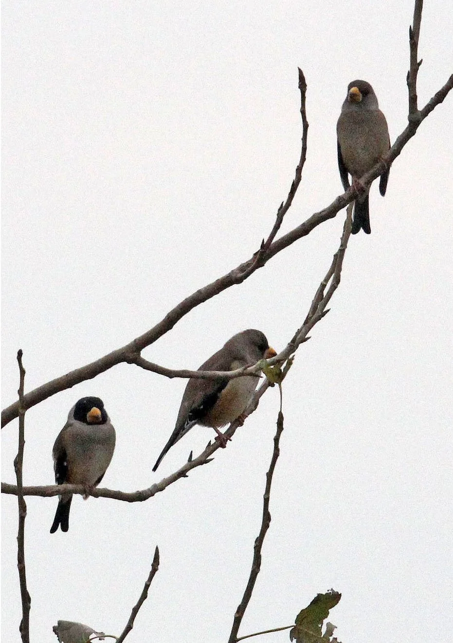 Chinese Grosbeak (Eophona migratoria) Nanji Hill Reserve, Poyang Lake, Jiangxi China (13).JPG